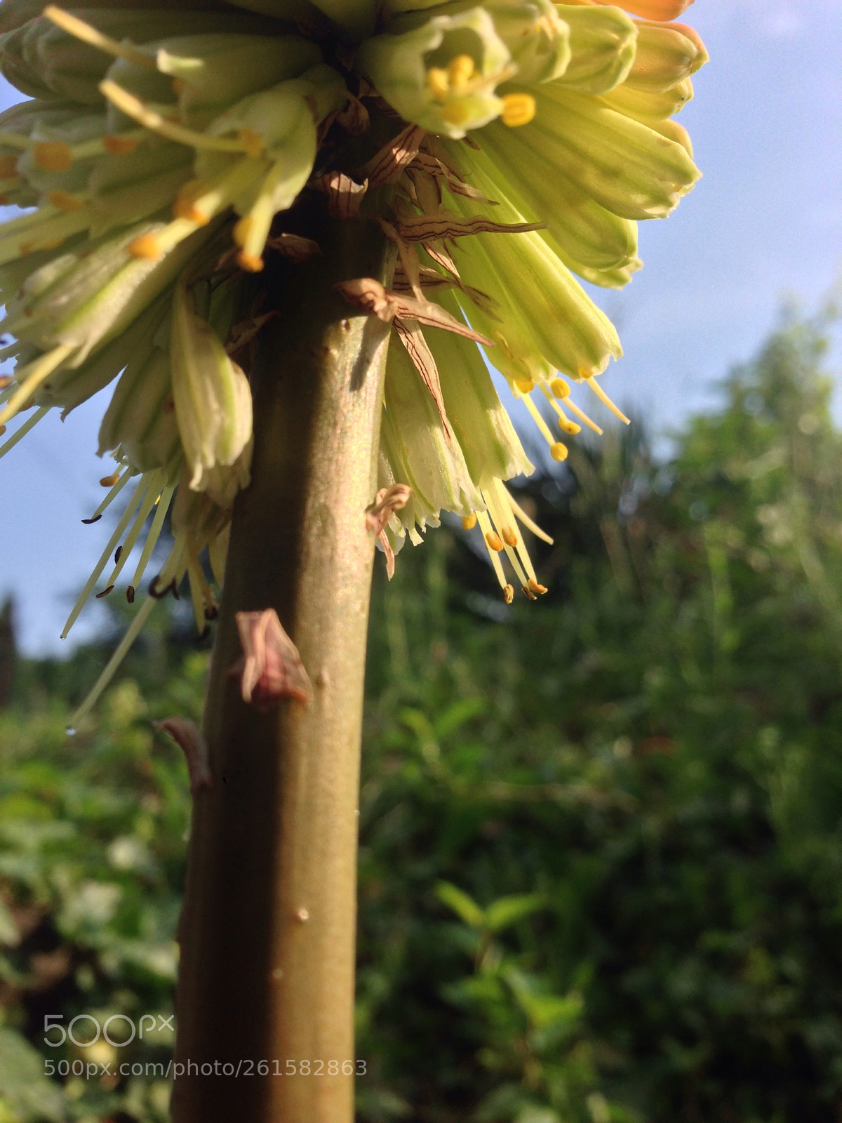 Apple iPhone 5 sample photo. Soliter photography