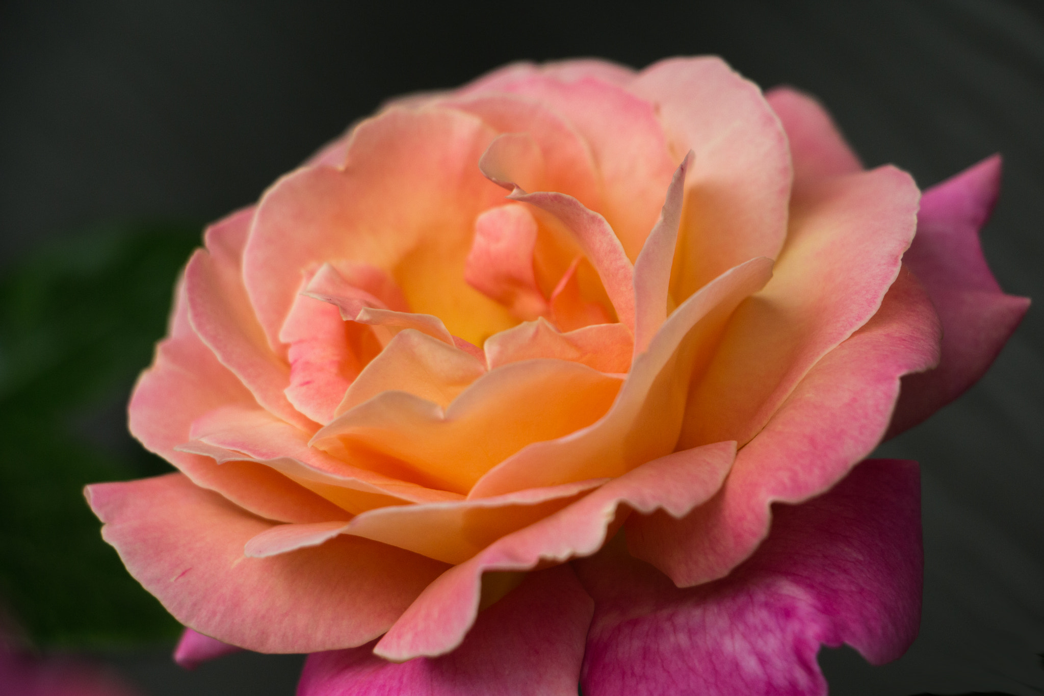Canon EOS 700D (EOS Rebel T5i / EOS Kiss X7i) sample photo. Peach colored beauty photography