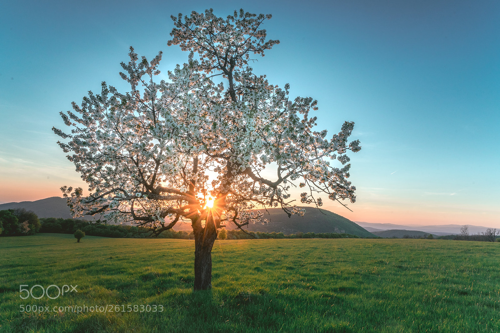 Sony a7 II sample photo. Pear tree in sunset photography