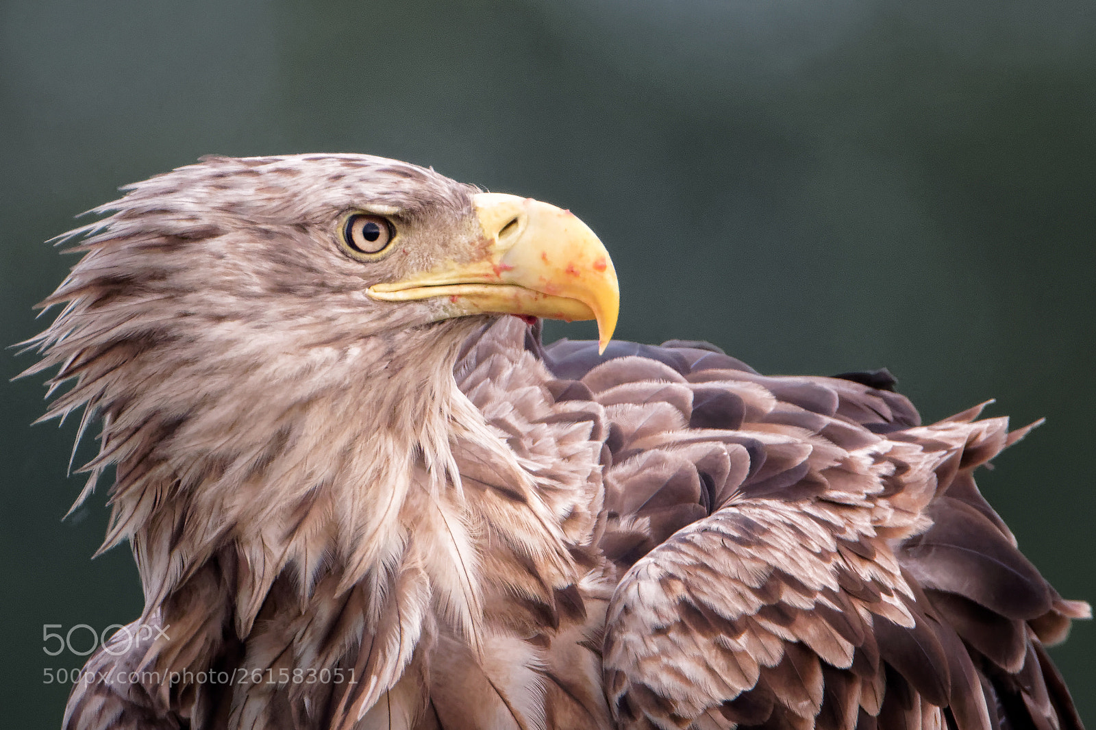 Canon EOS 7D Mark II sample photo. White tailed eagle photography