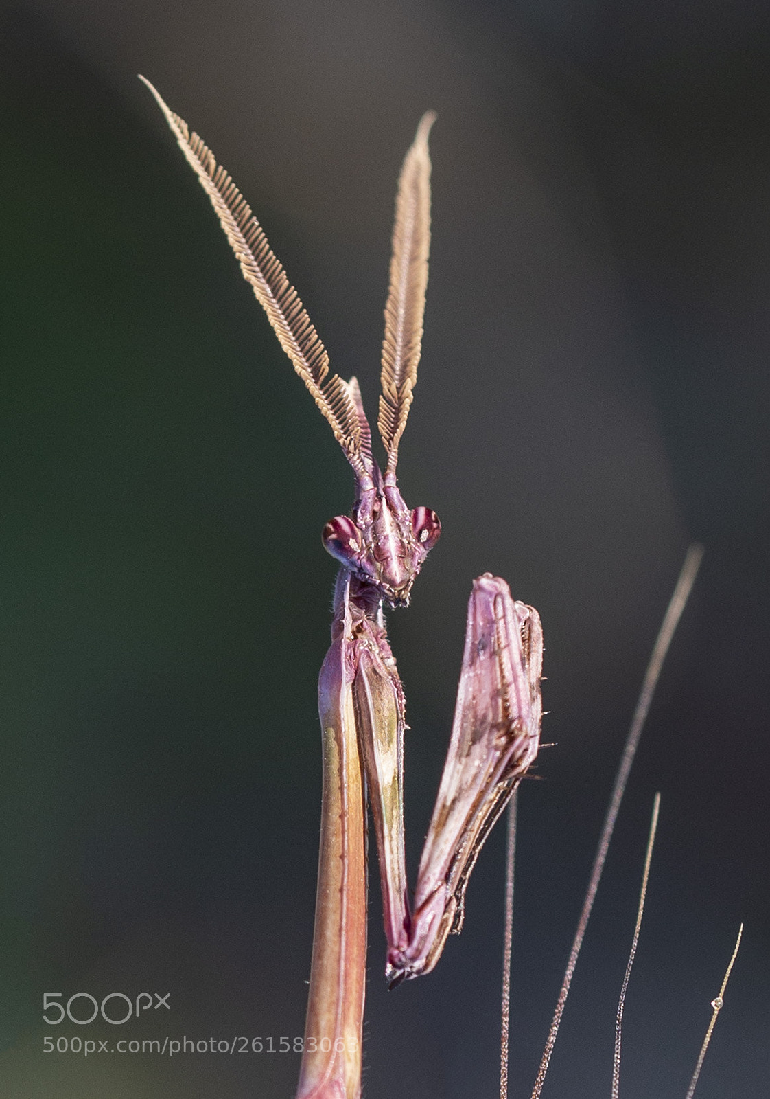 Canon EOS 6D sample photo. The alien photography