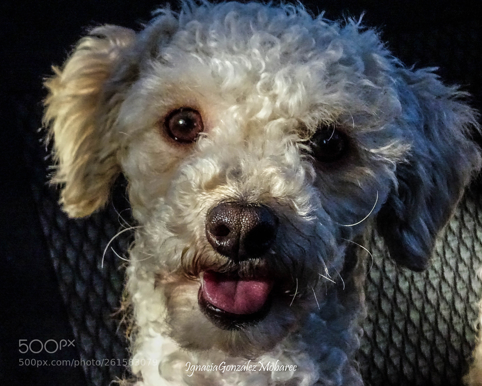 Sony Cyber-shot DSC-HX400V sample photo. Kuro photography
