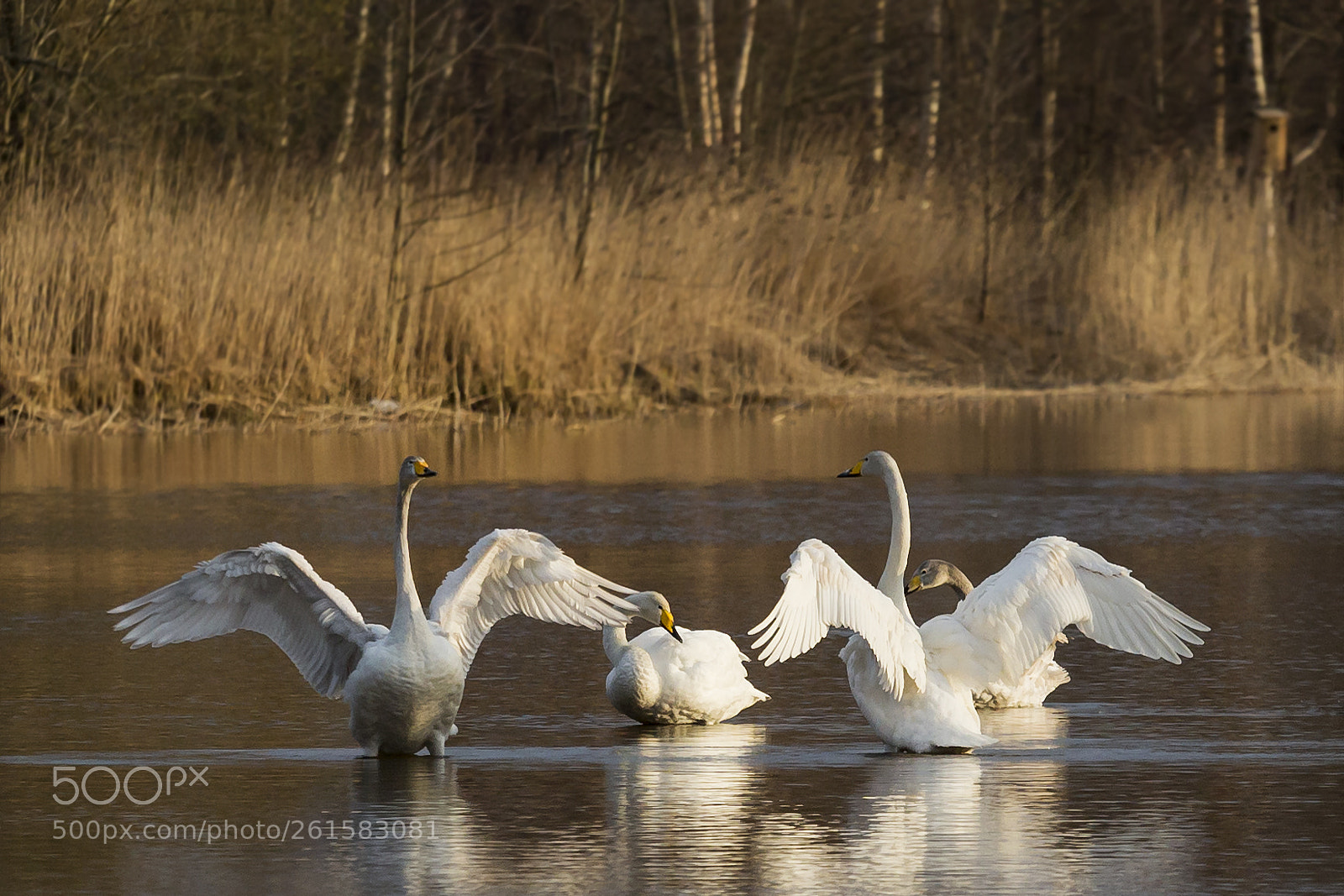 Canon EOS 6D sample photo. Laulujoutsenet photography