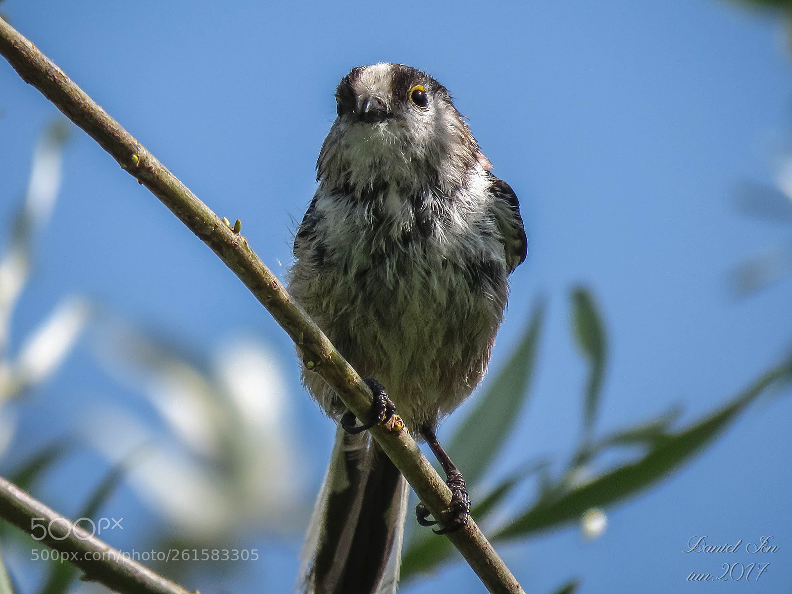Canon PowerShot SX60 HS sample photo. Pitigoiul codat aegithalos caudatus photography