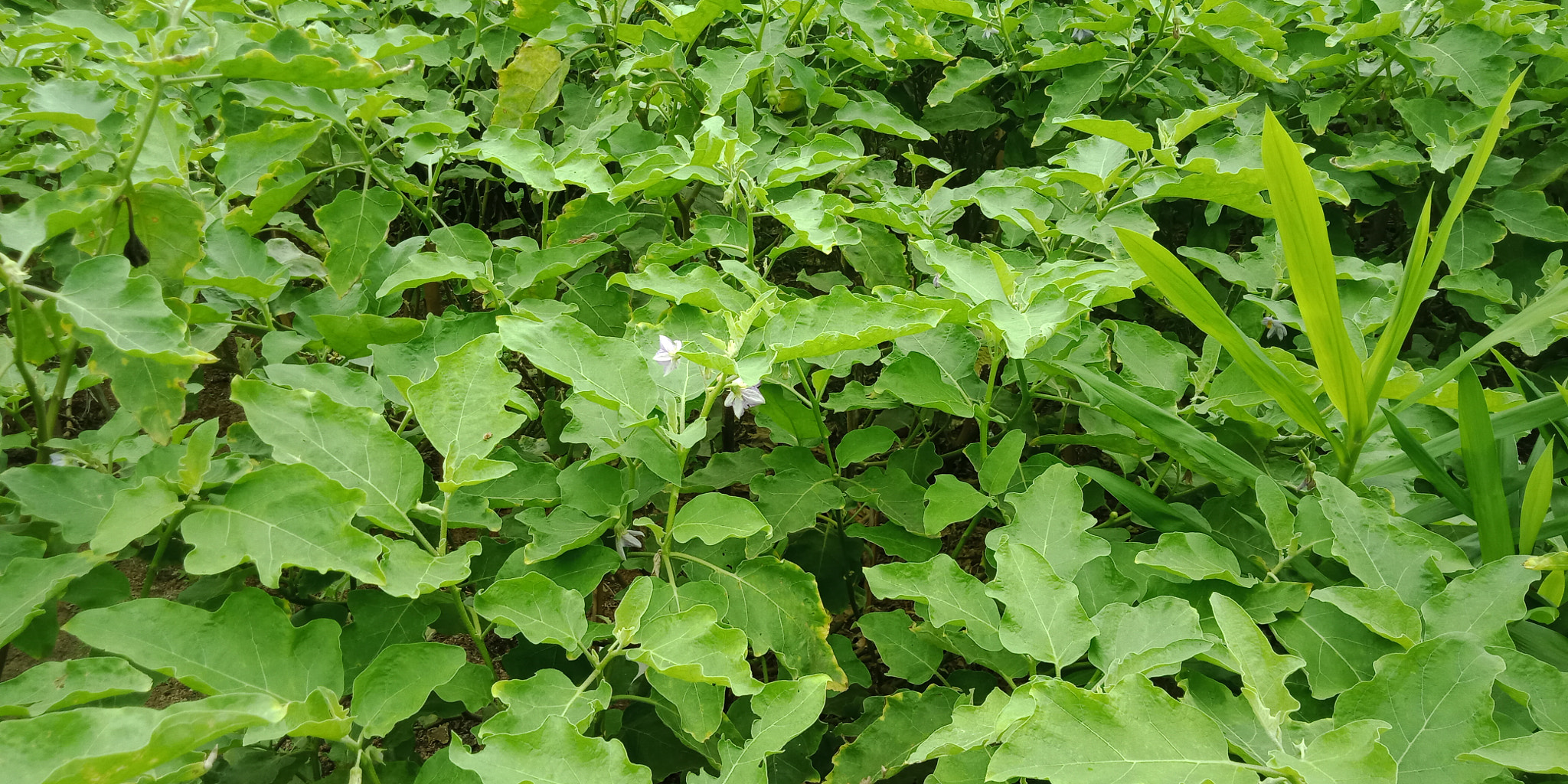 OPPO A83 sample photo. Eggplant photography