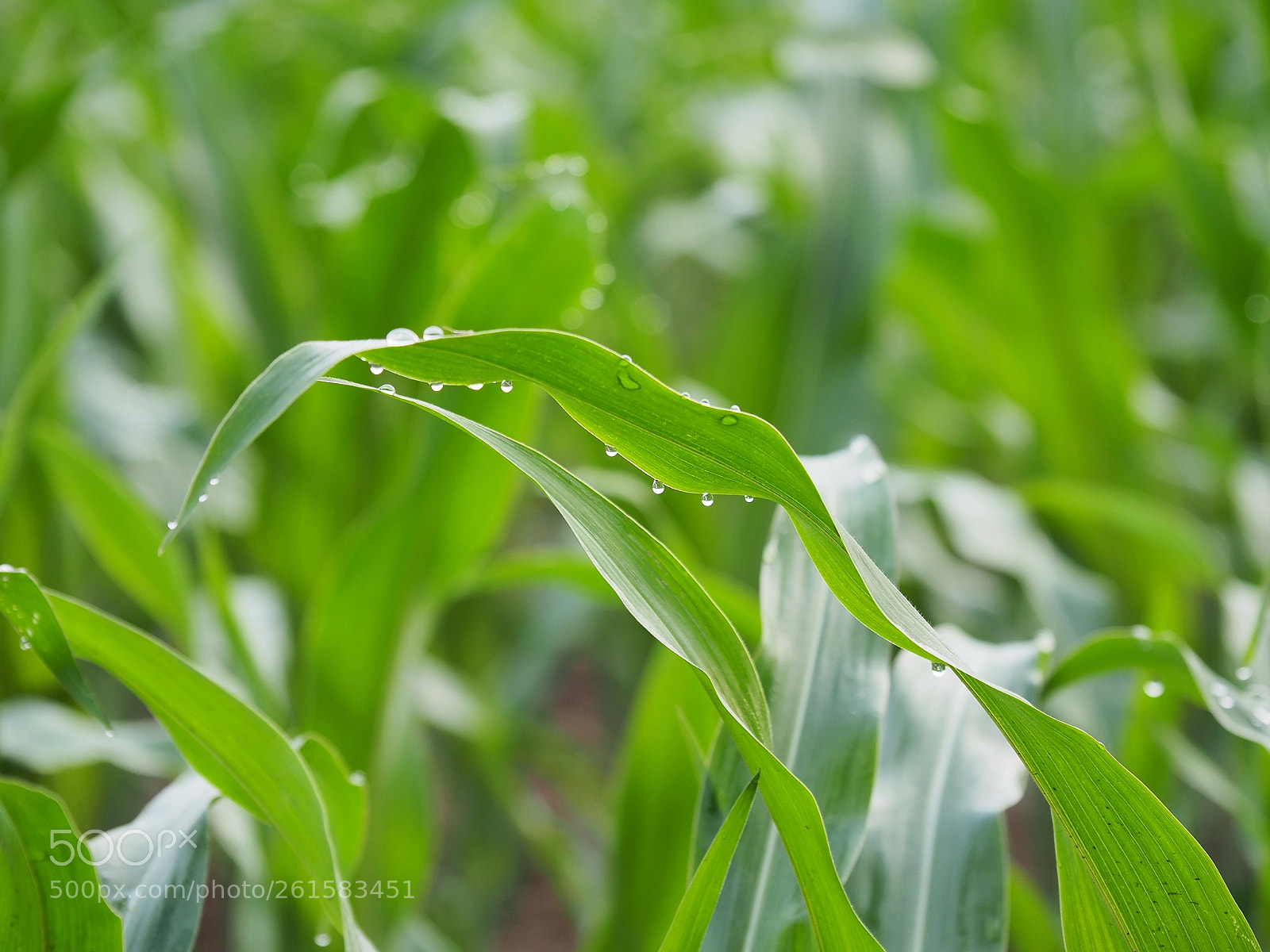 Olympus OM-D E-M5 II sample photo. Mais feld photography