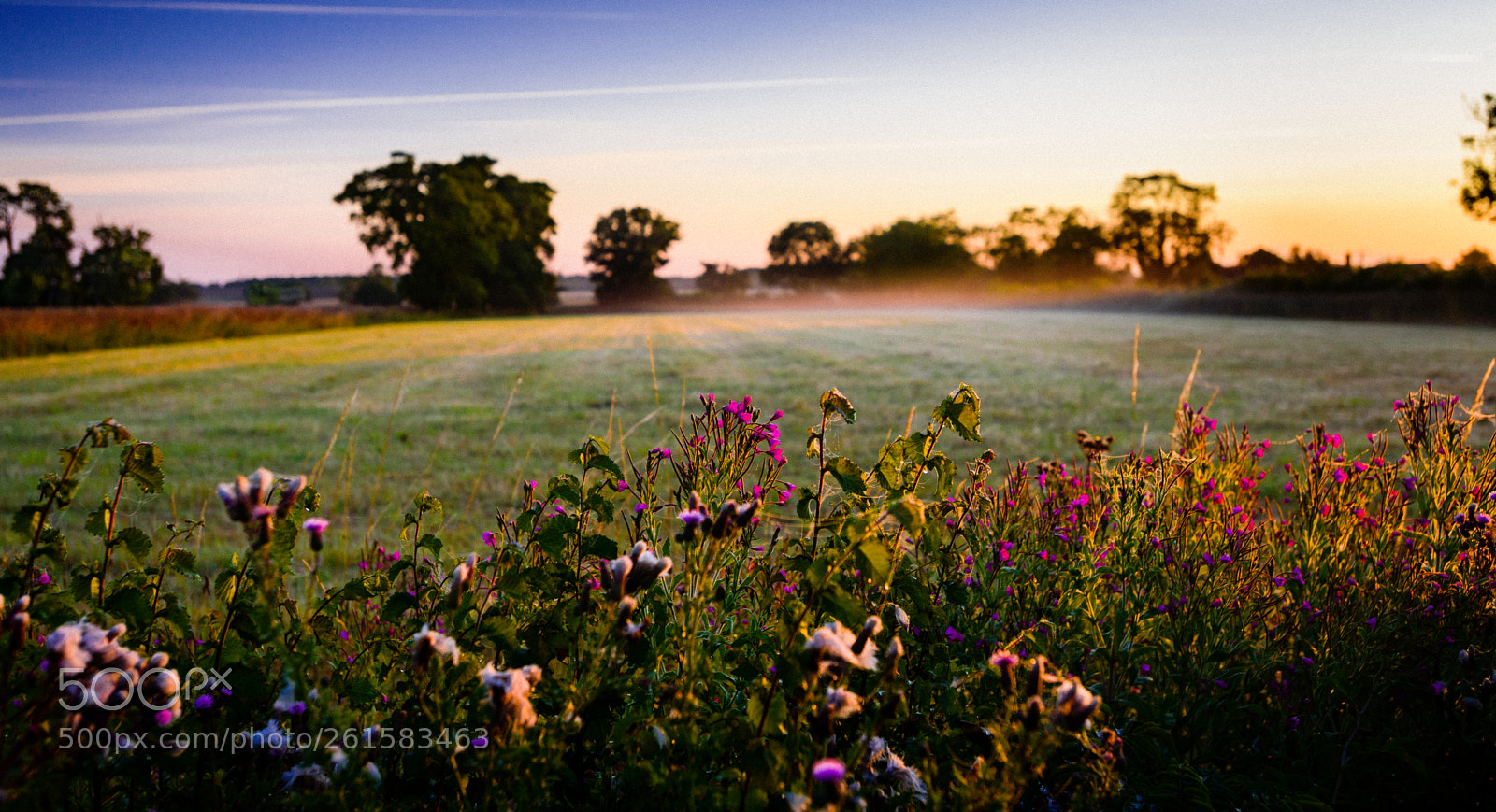 Nikon D750 sample photo. Meadow photography