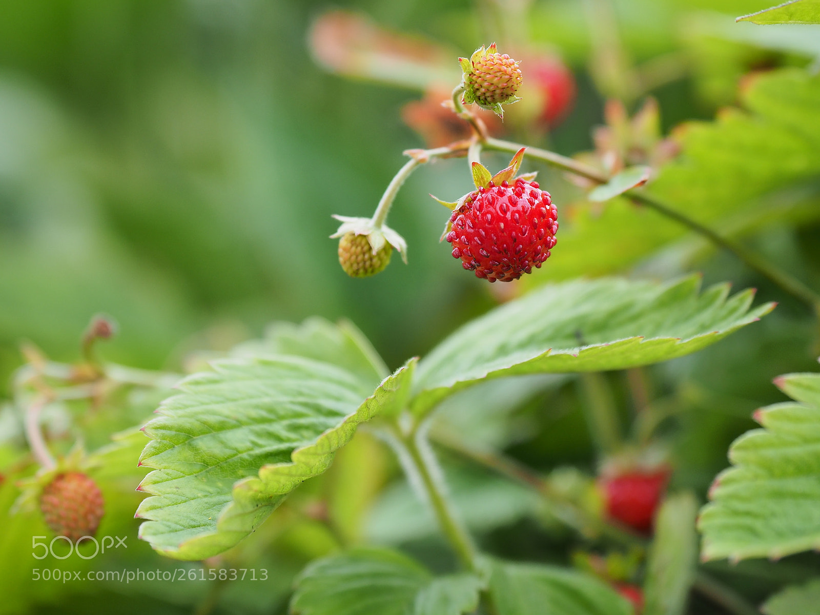 Olympus OM-D E-M5 II sample photo. Wald erdbeeren photography