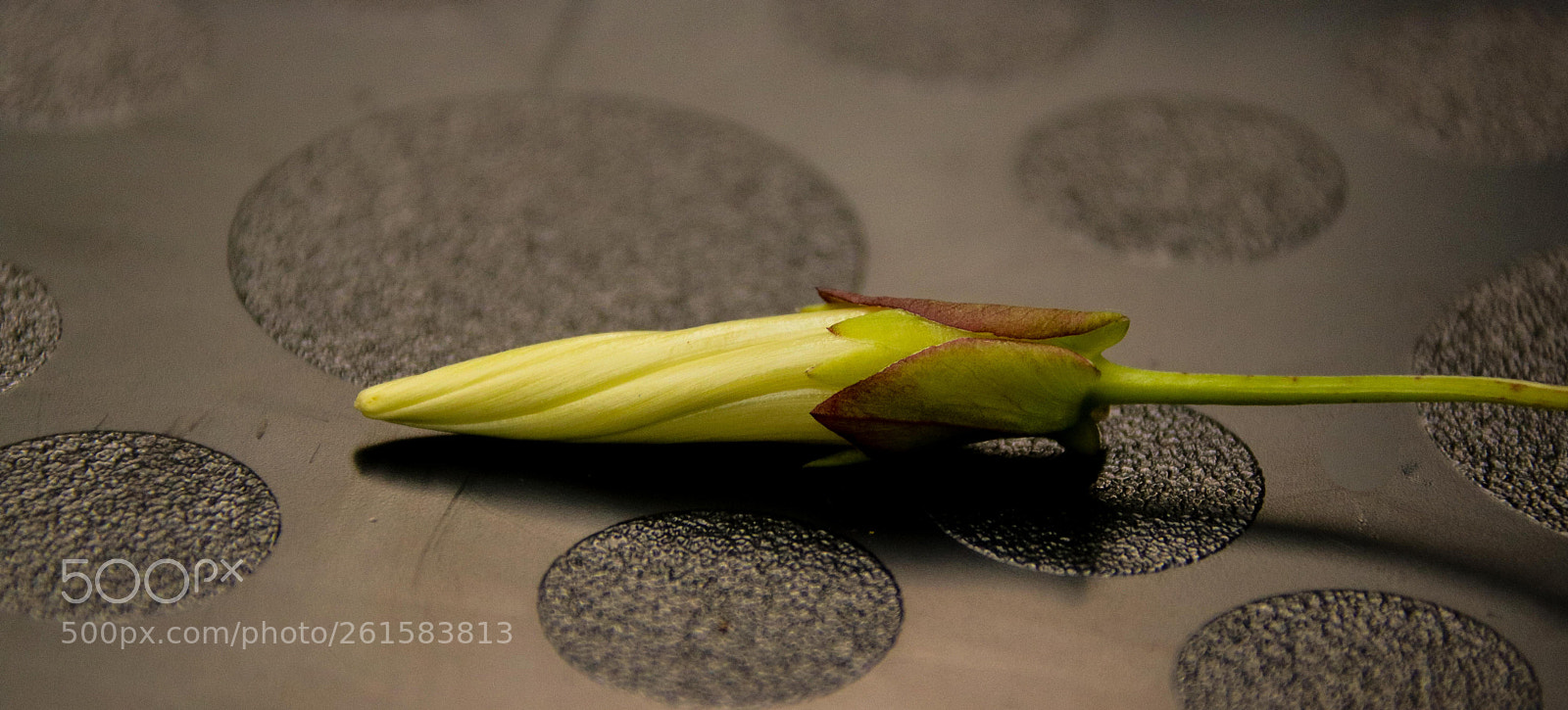 Canon EOS 750D (EOS Rebel T6i / EOS Kiss X8i) sample photo. Twisted photography