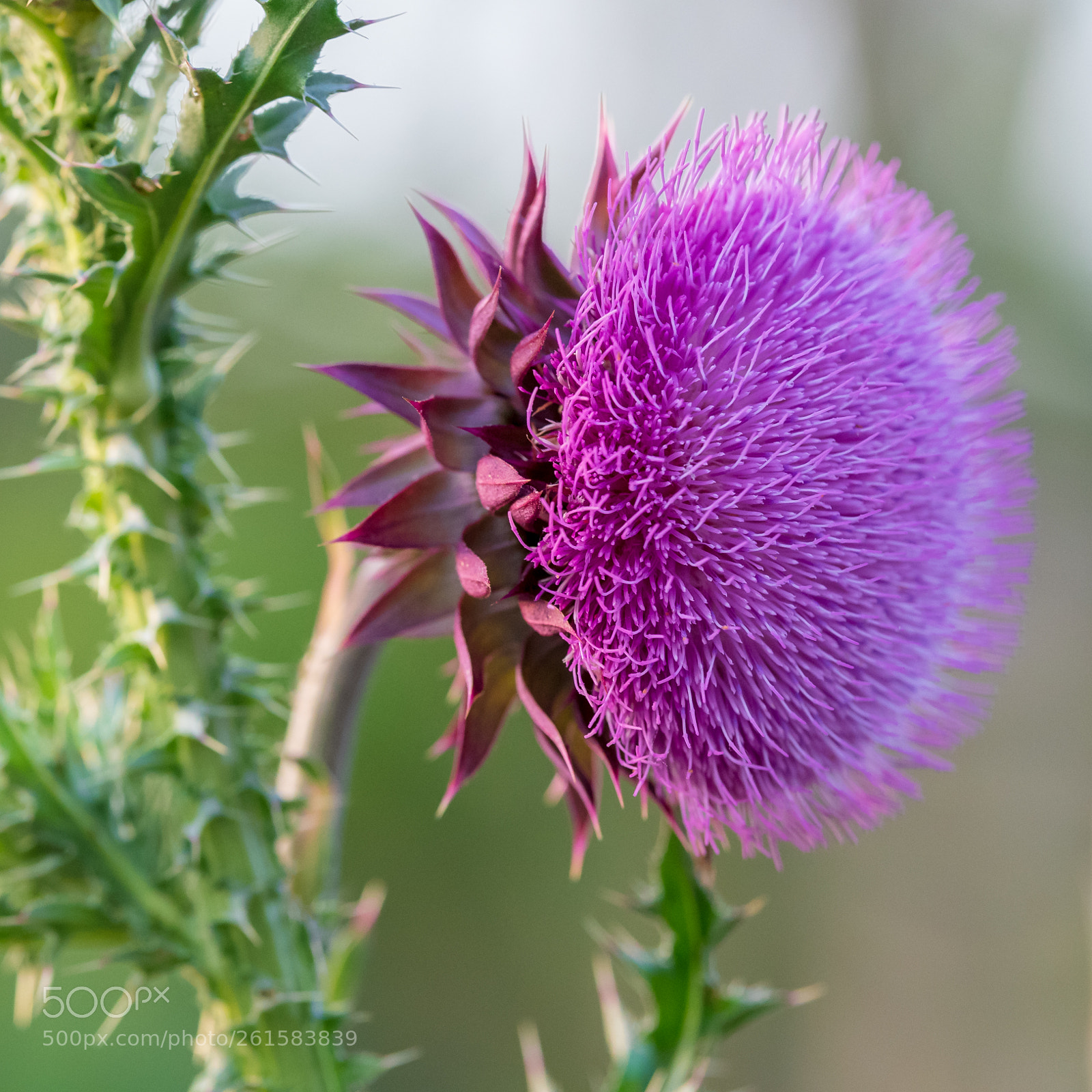 Nikon D500 sample photo. Thistle i photography