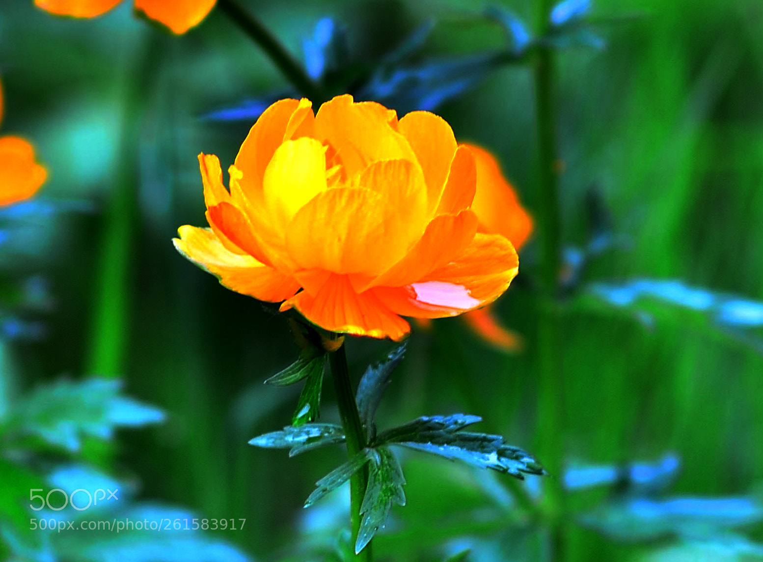 Nikon D7000 sample photo. Жарок photography