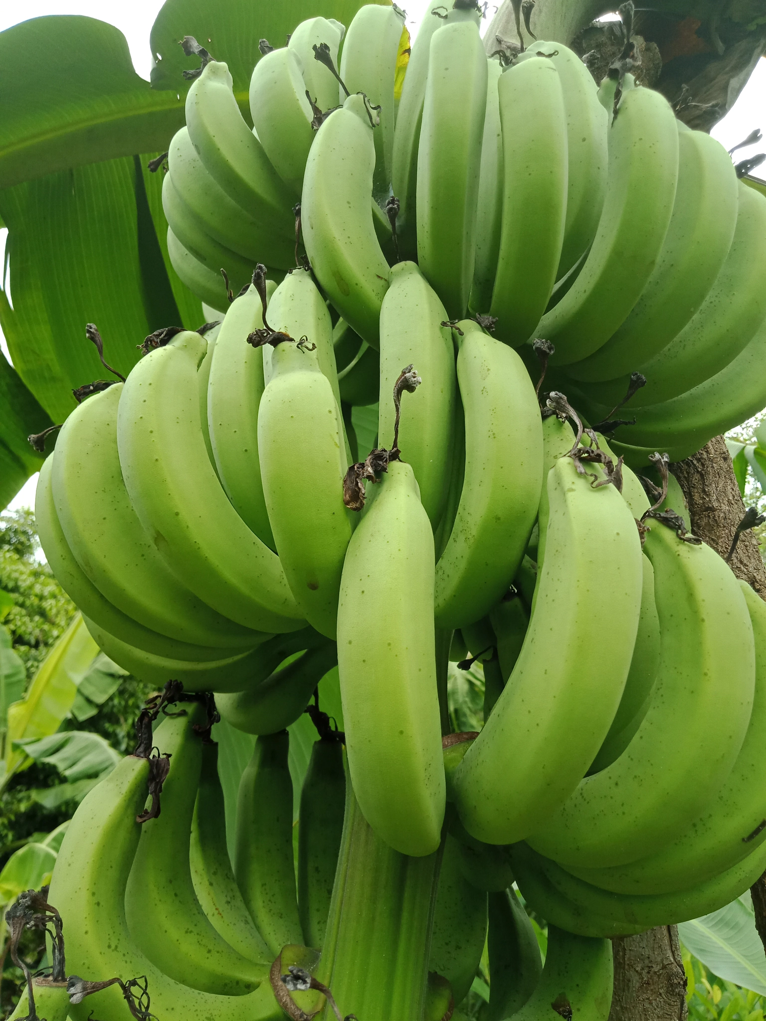 OPPO A83 sample photo. Banana photography