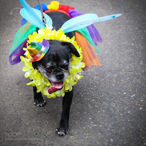Canon EOS 6D sample photo. Pride pet photography
