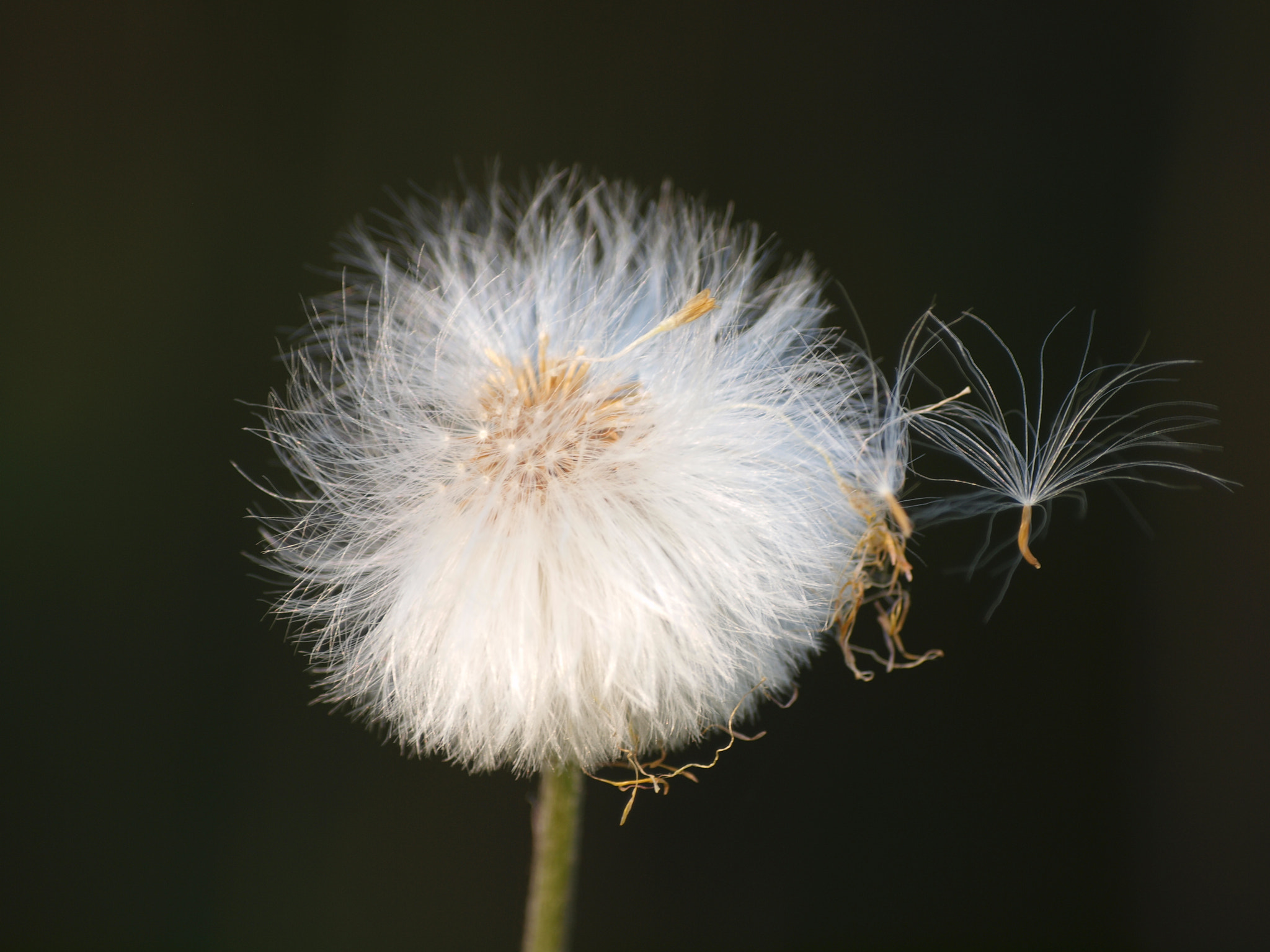 Olympus E-620 (EVOLT E-620) sample photo. Dandelion photography