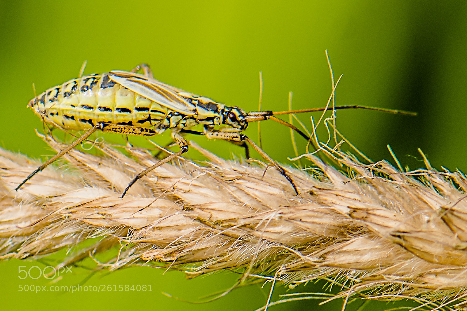 Nikon D500 sample photo. Insect photography