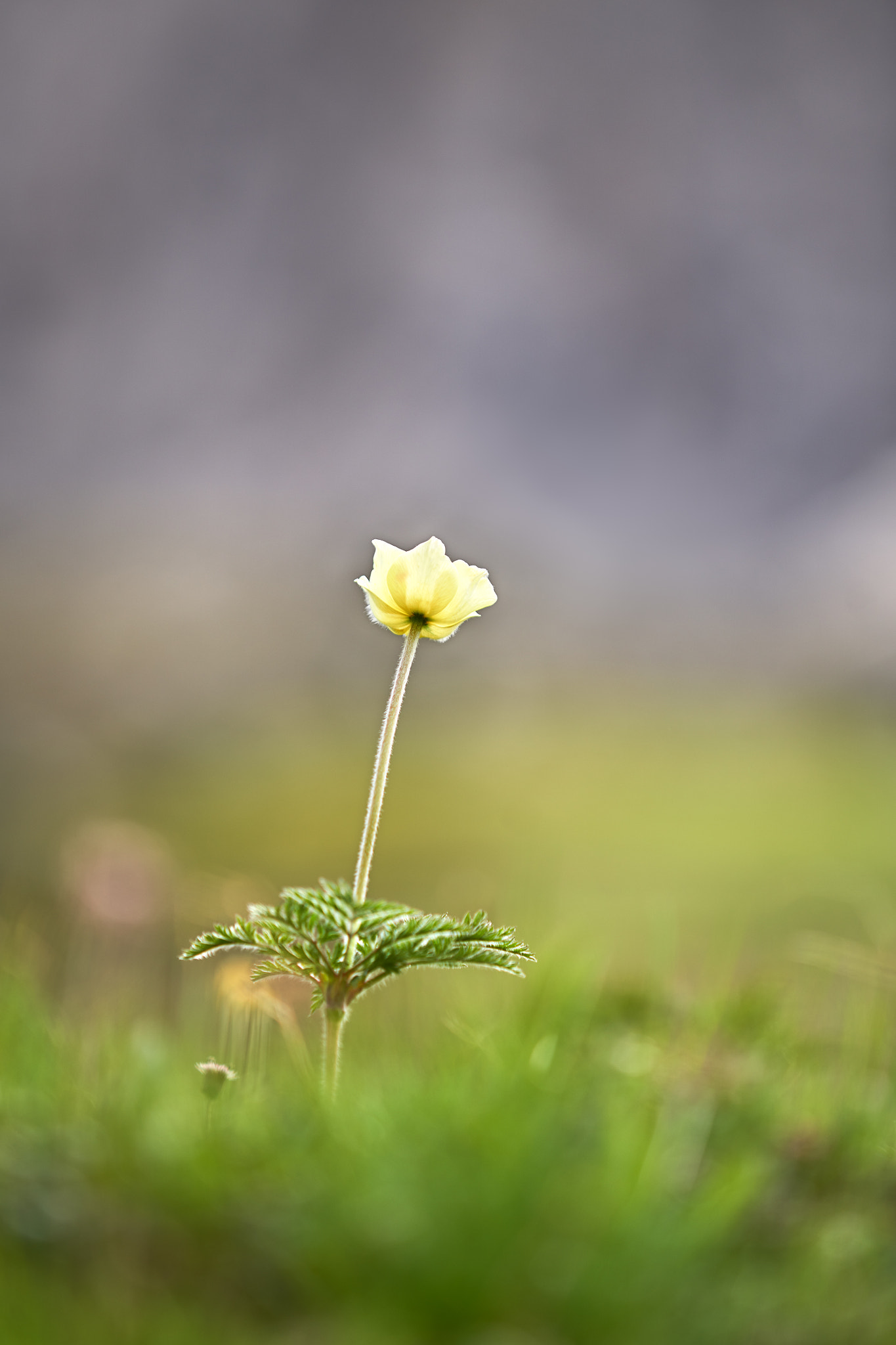 Sony a99 II + Sony 70-200mm F2.8 G sample photo. Pulsatilla photography