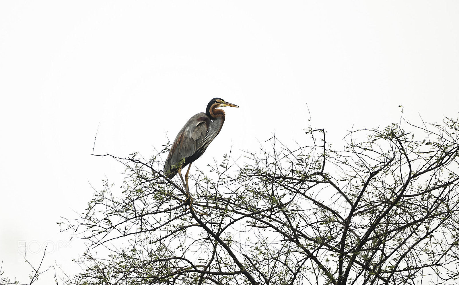 Nikon D7000 sample photo. Purple heron..... photography