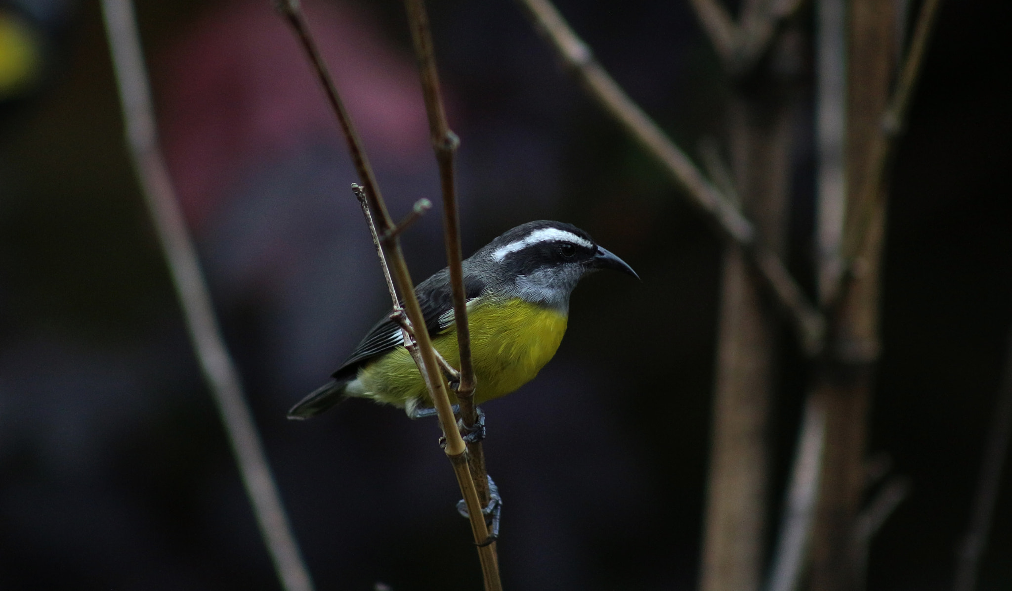 Canon EOS 700D (EOS Rebel T5i / EOS Kiss X7i) sample photo. Mielero / coereba flaveola 2 photography