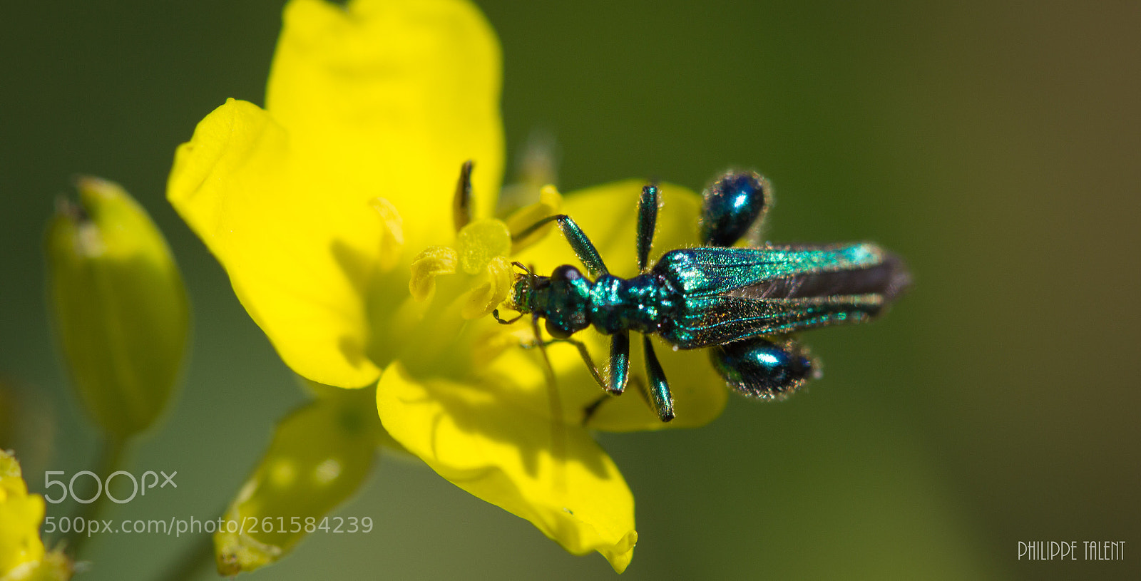 Canon EOS 60D sample photo. Insect des alpilles photography