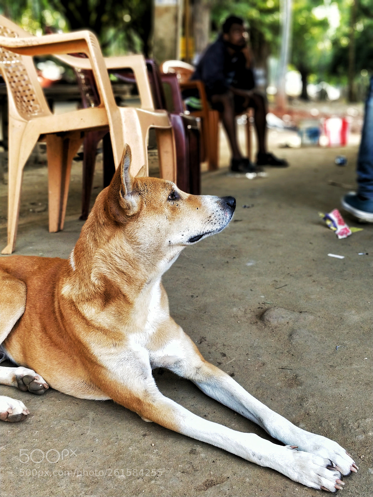 OnePlus 5 sample photo. The dog photography