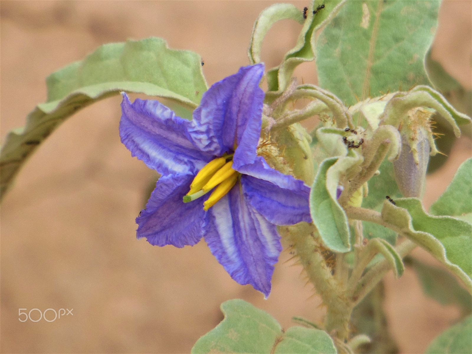 Nikon COOLPIX S9200 sample photo. Wild flower blooming in canyon de chelly, arizona photography