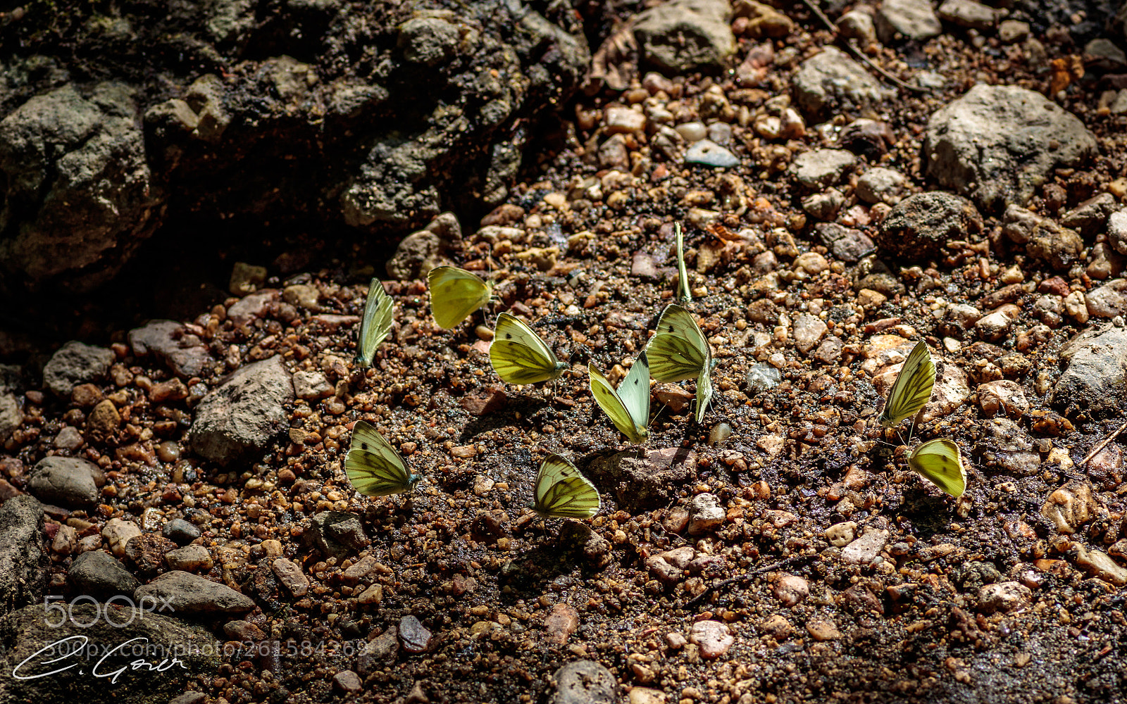 Canon EOS 77D (EOS 9000D / EOS 770D) sample photo. Butterfly meeting photography
