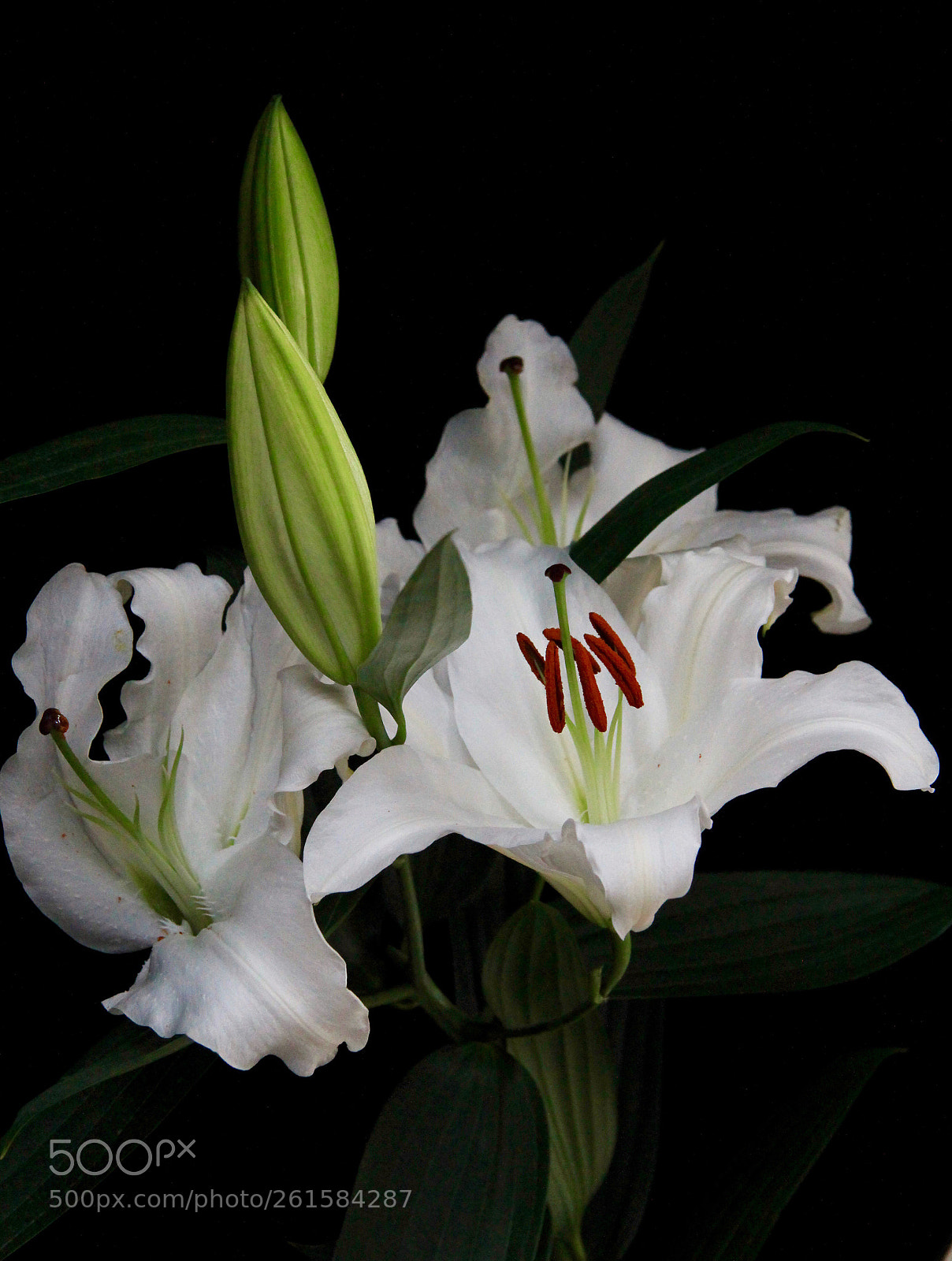 Canon EOS 60D sample photo. Untitled photography