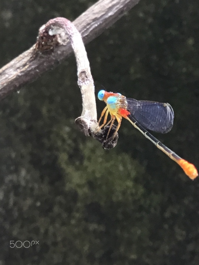 Apple iPad (5th generation) sample photo. Grasshopper photography