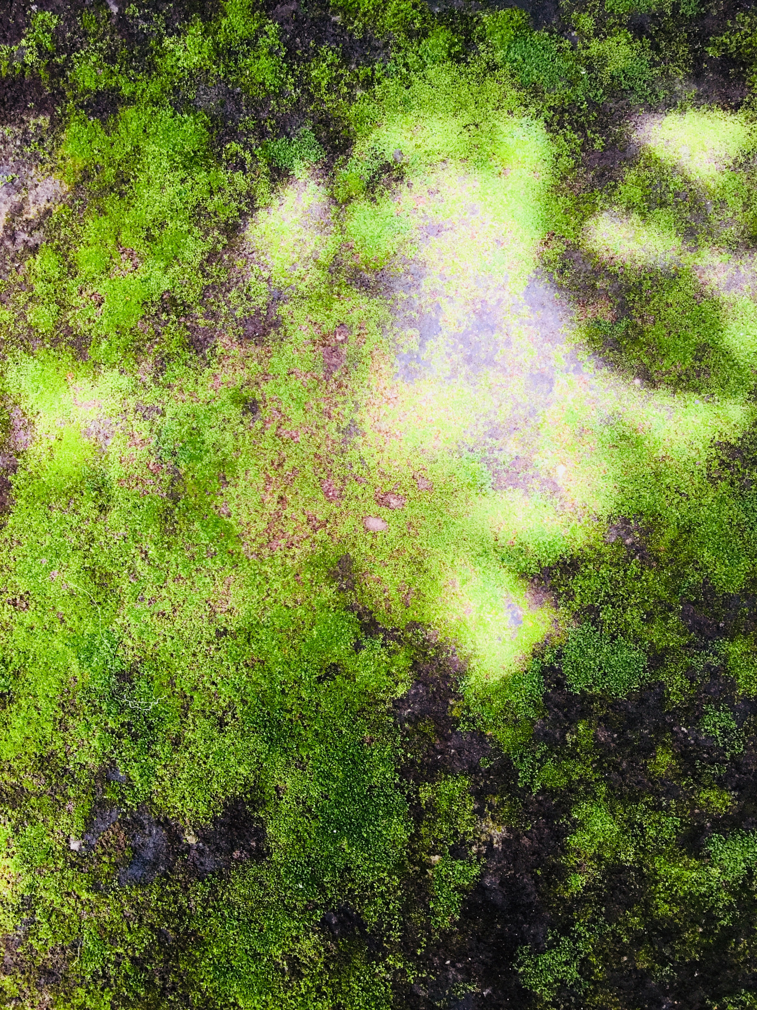 Apple iPad (5th generation) sample photo. Green grass photography