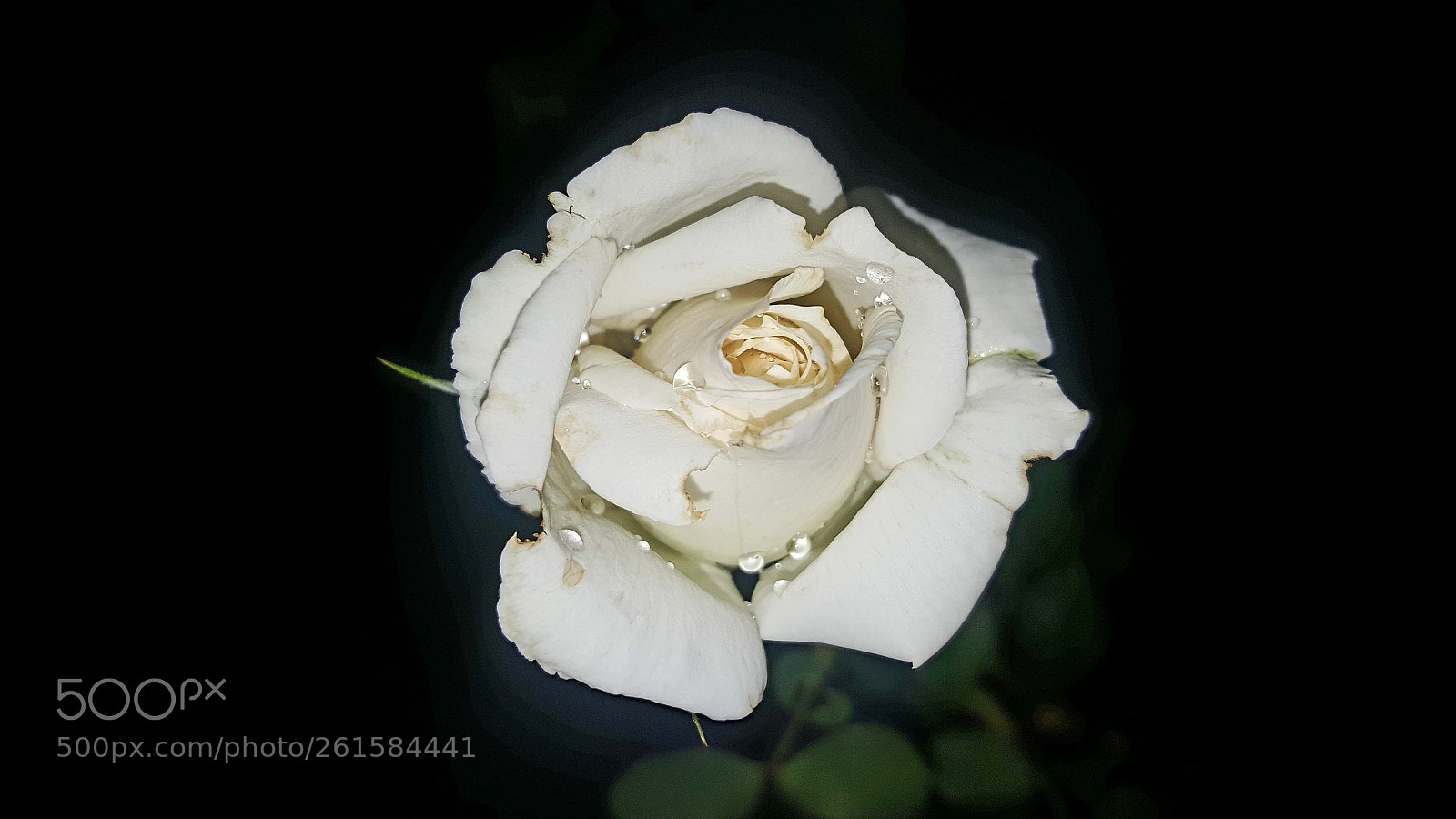 Samsung Galaxy Note5 sample photo. Untitled photography