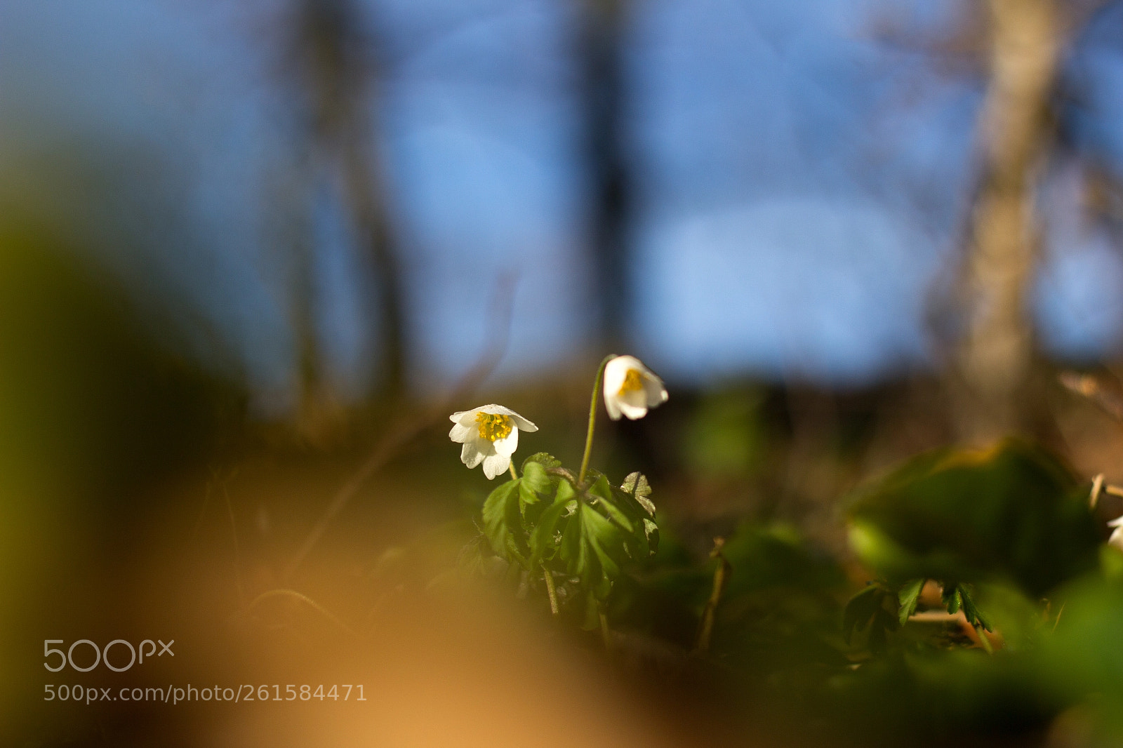 Canon EOS 60D sample photo. Springtime photography