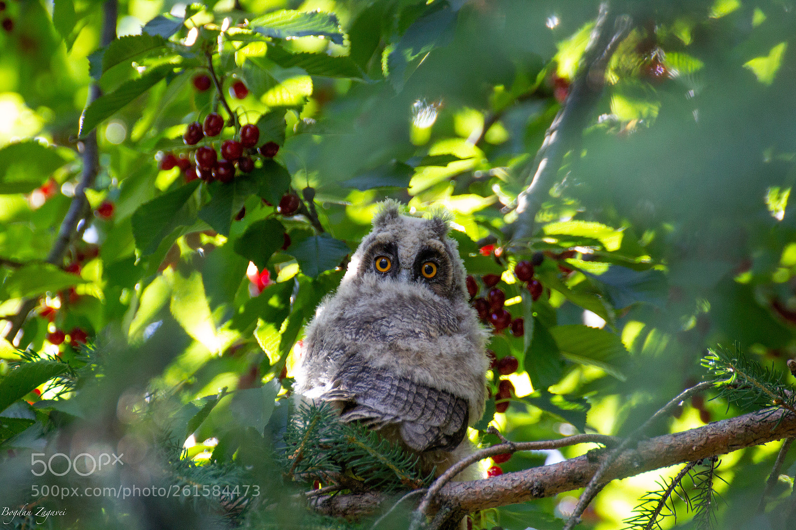 Canon EOS 60D sample photo. Long eared owl asio photography