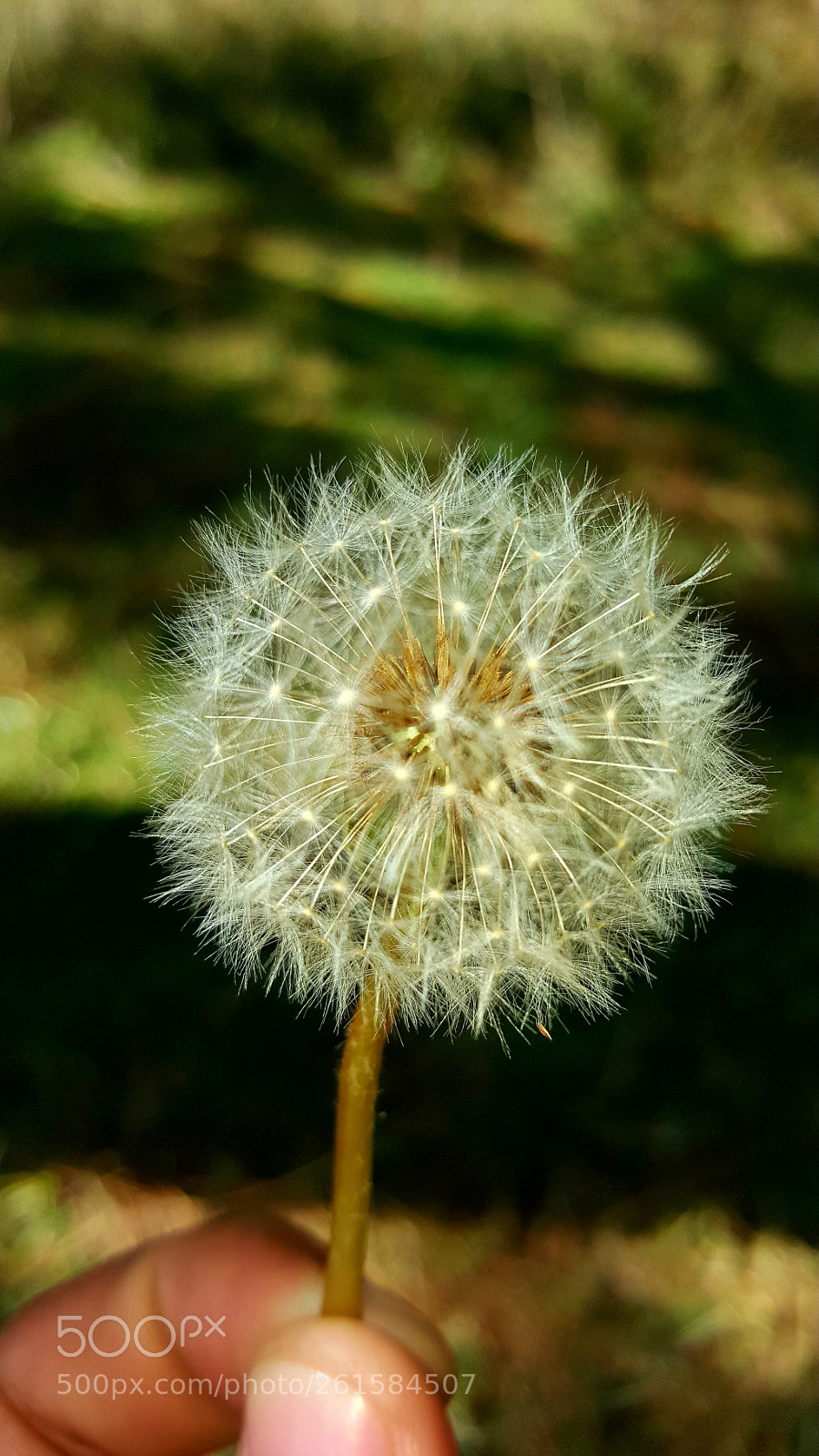 Samsung Galaxy Note5 sample photo. Untitled photography