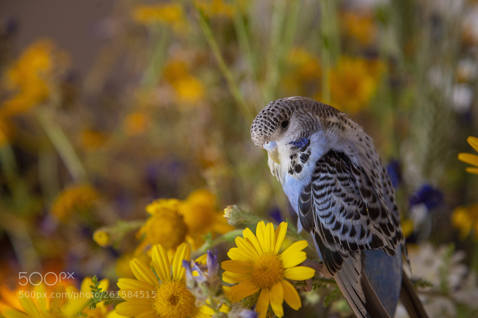 Canon EOS 6D sample photo. The blue photography