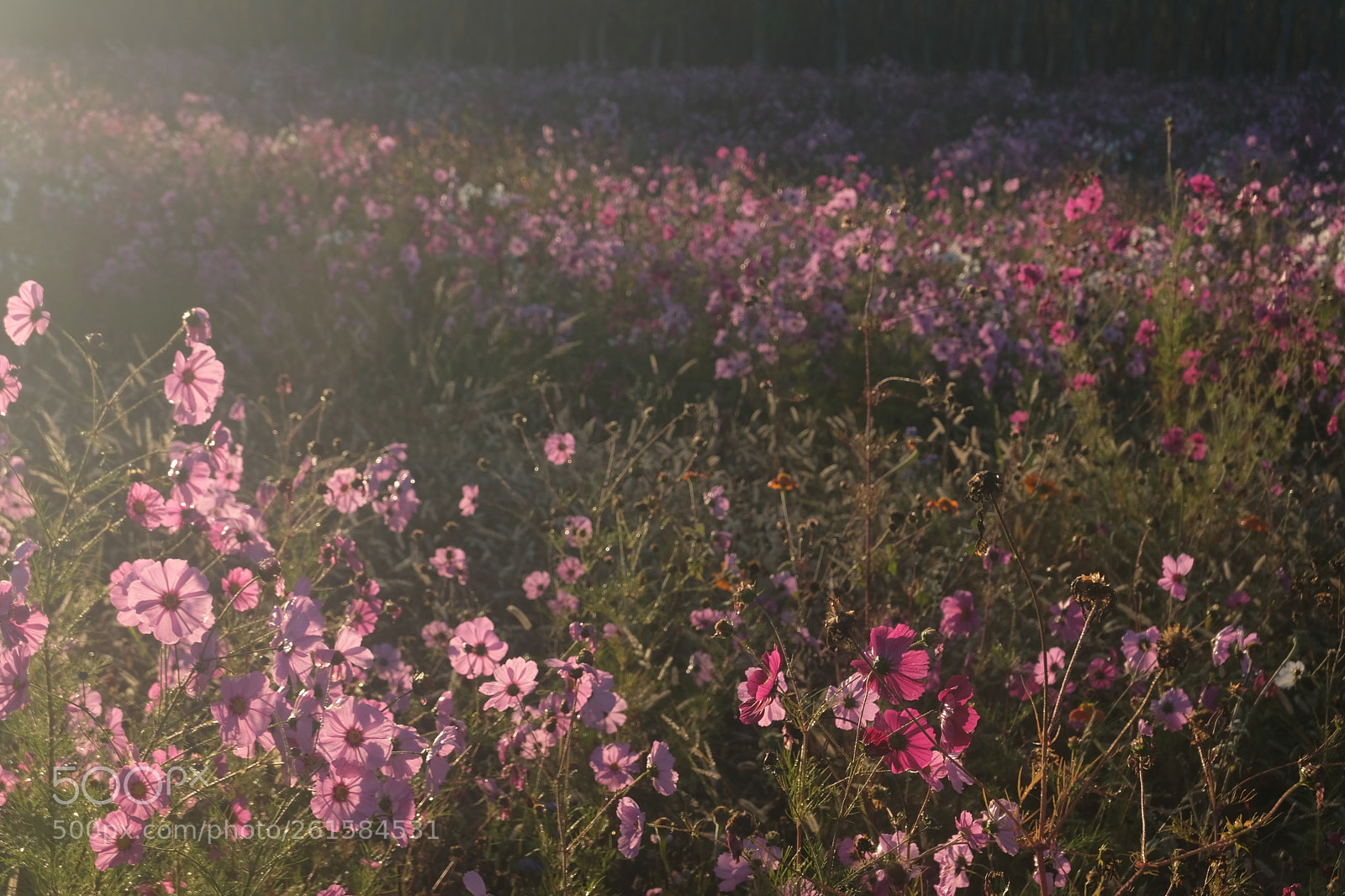 Fujifilm X-T20 sample photo. Jachère photography