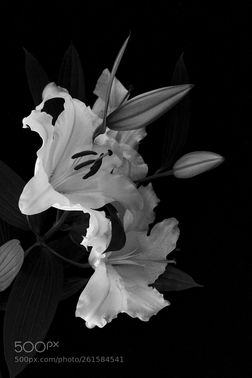 Canon EOS 60D sample photo. Untitled photography