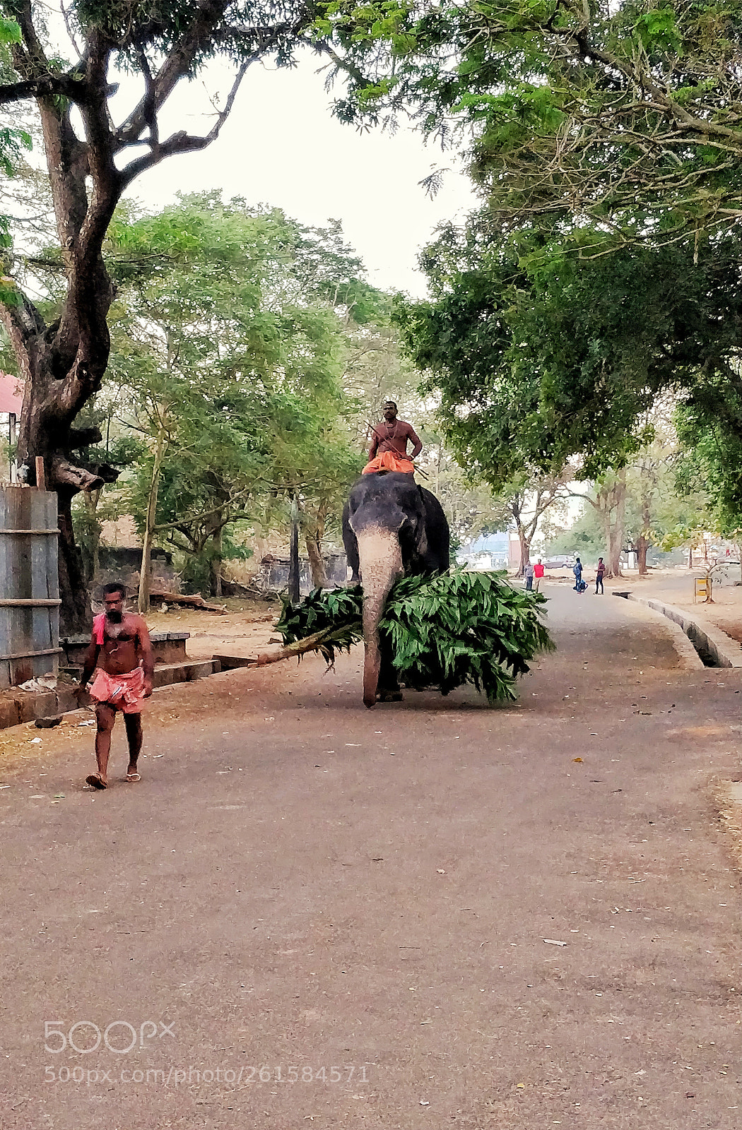 OnePlus 5 sample photo. Elephant..! photography