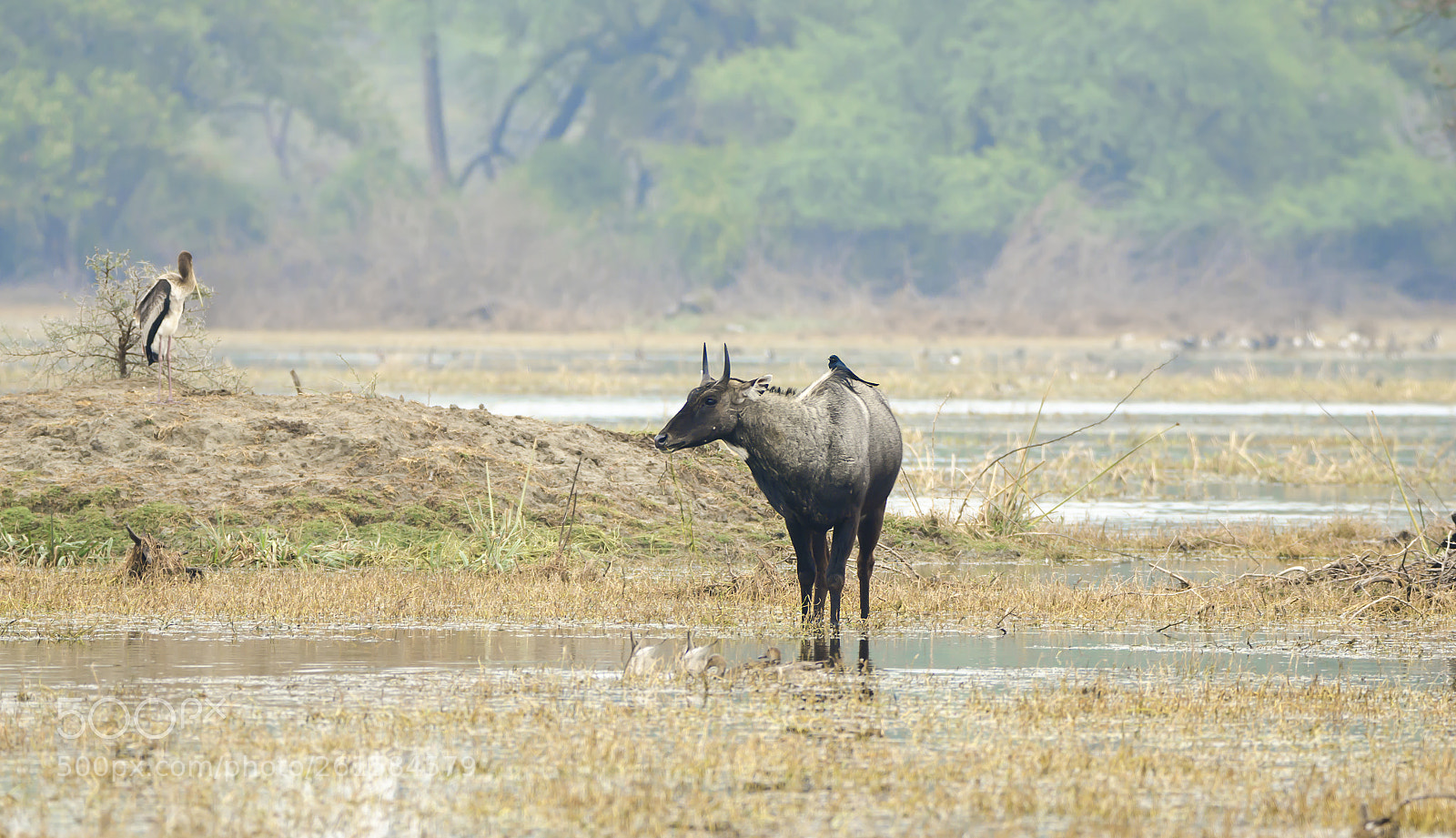 Nikon D7000 sample photo. Bluebull..... photography