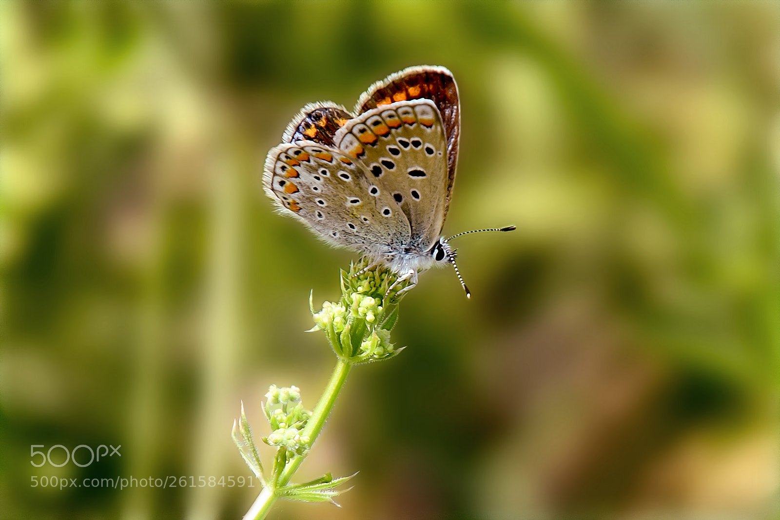 Nikon D5500 sample photo. Balanceo photography