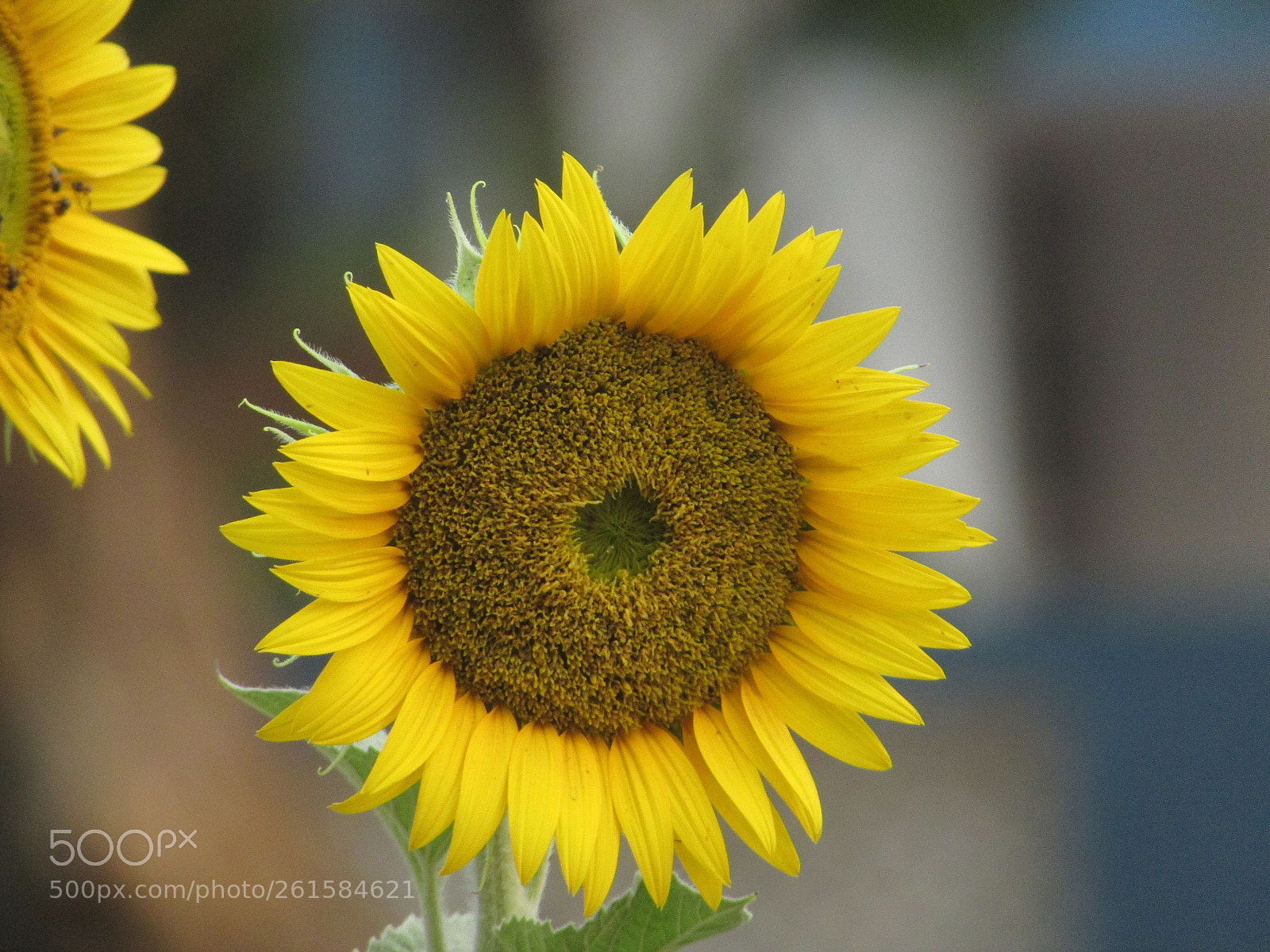 Canon PowerShot SX400 IS sample photo. Sunflower photography
