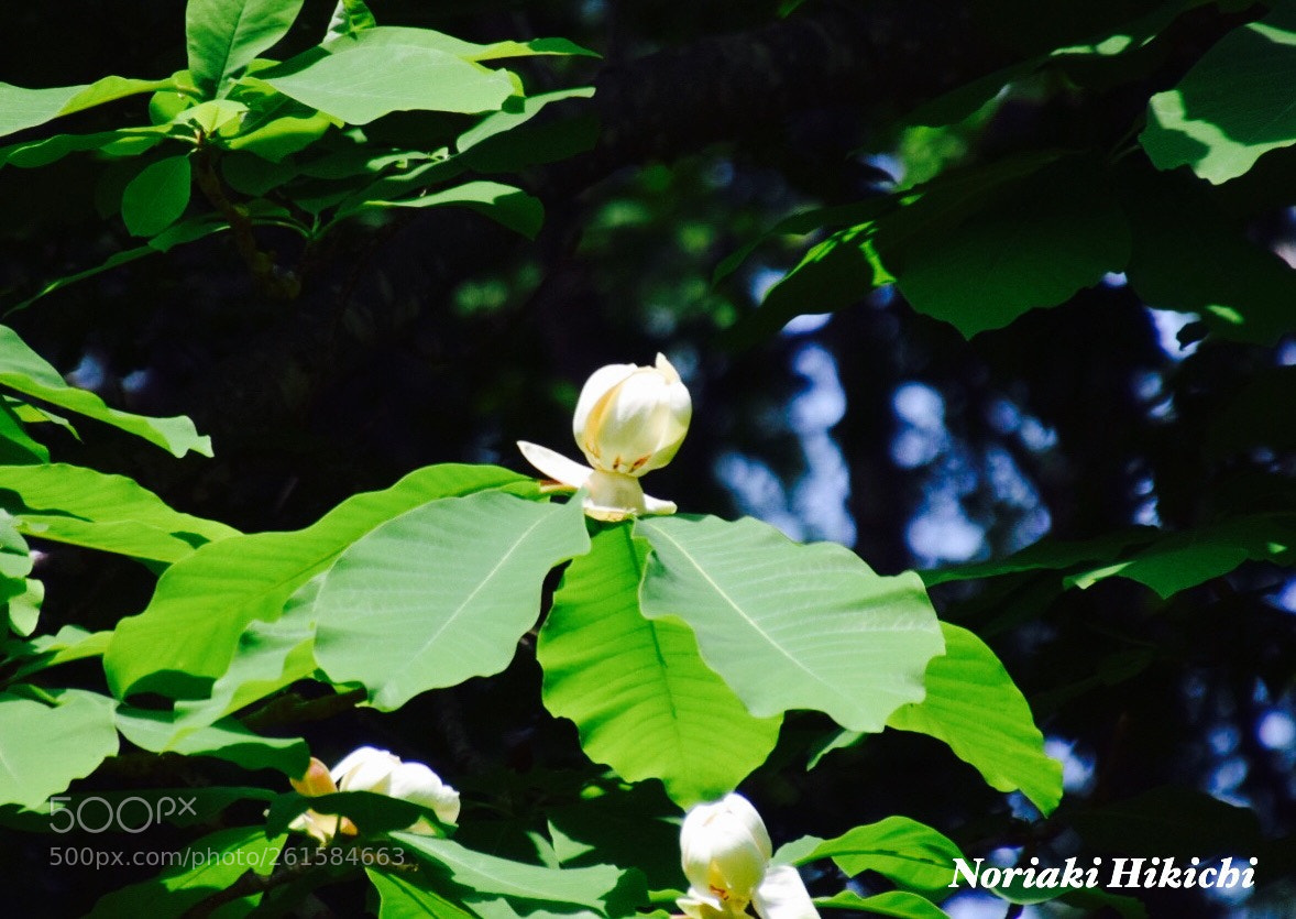 Nikon D5300 sample photo. Untitled photography
