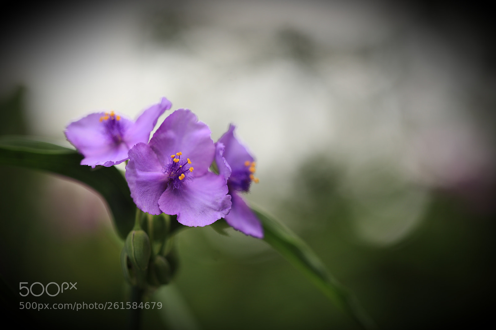 Canon EOS 5D Mark IV sample photo. Tradescantia reflexa raf. photography