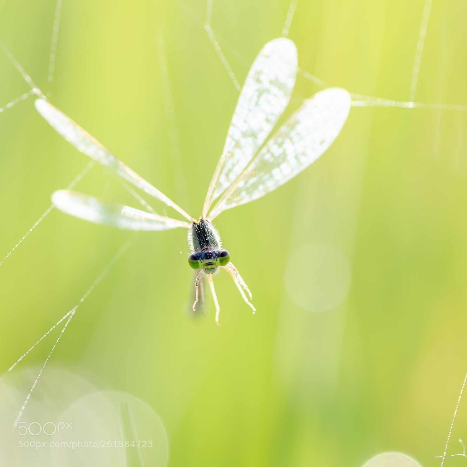 Nikon D7000 sample photo. Dragonfly photography