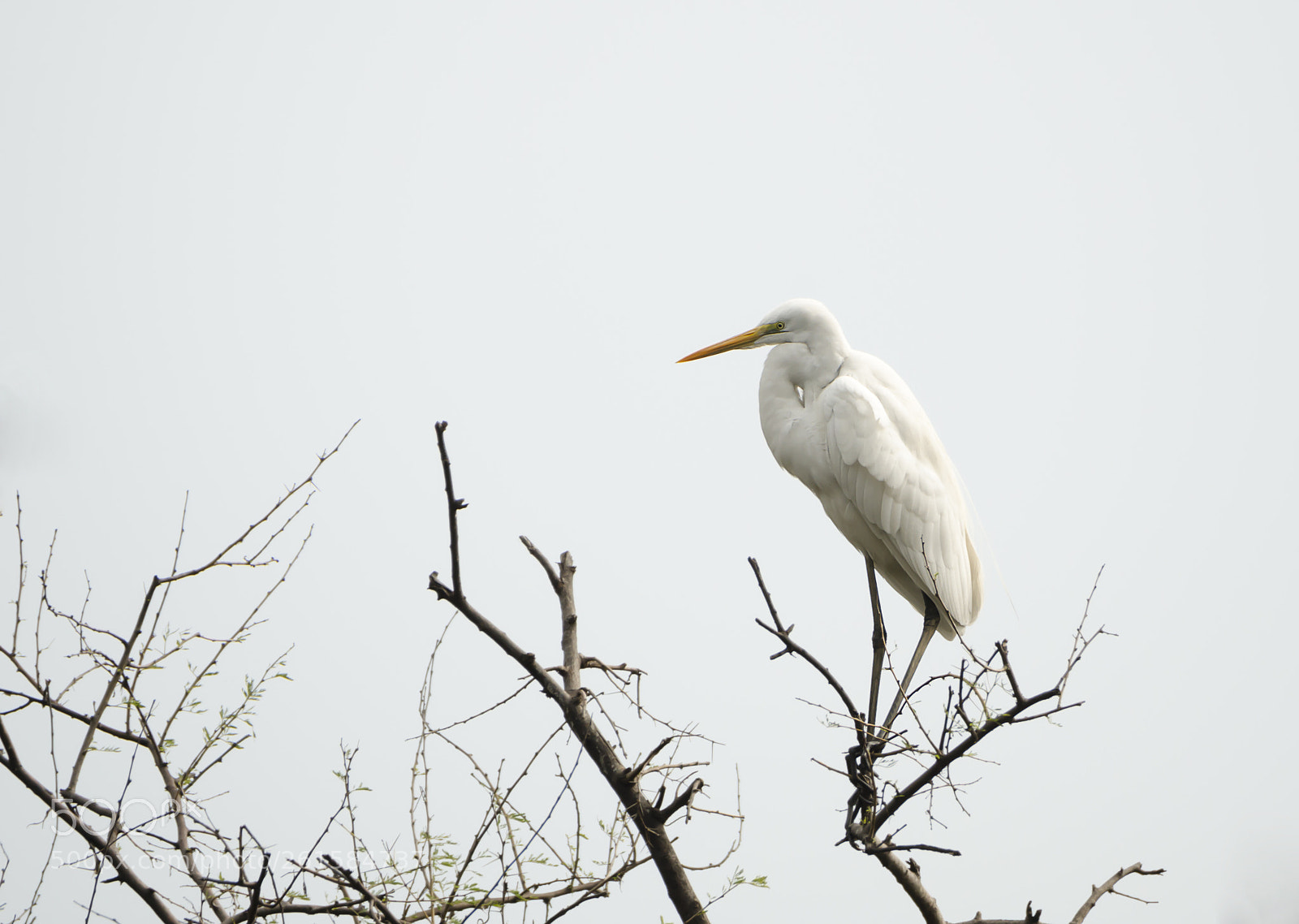 Nikon D7000 sample photo. Great egret..... photography