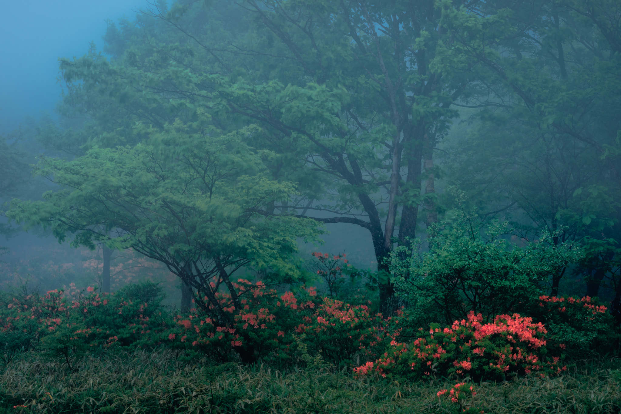 Sony a9 sample photo. 躑躅の森　〜　 azalea's forest photography