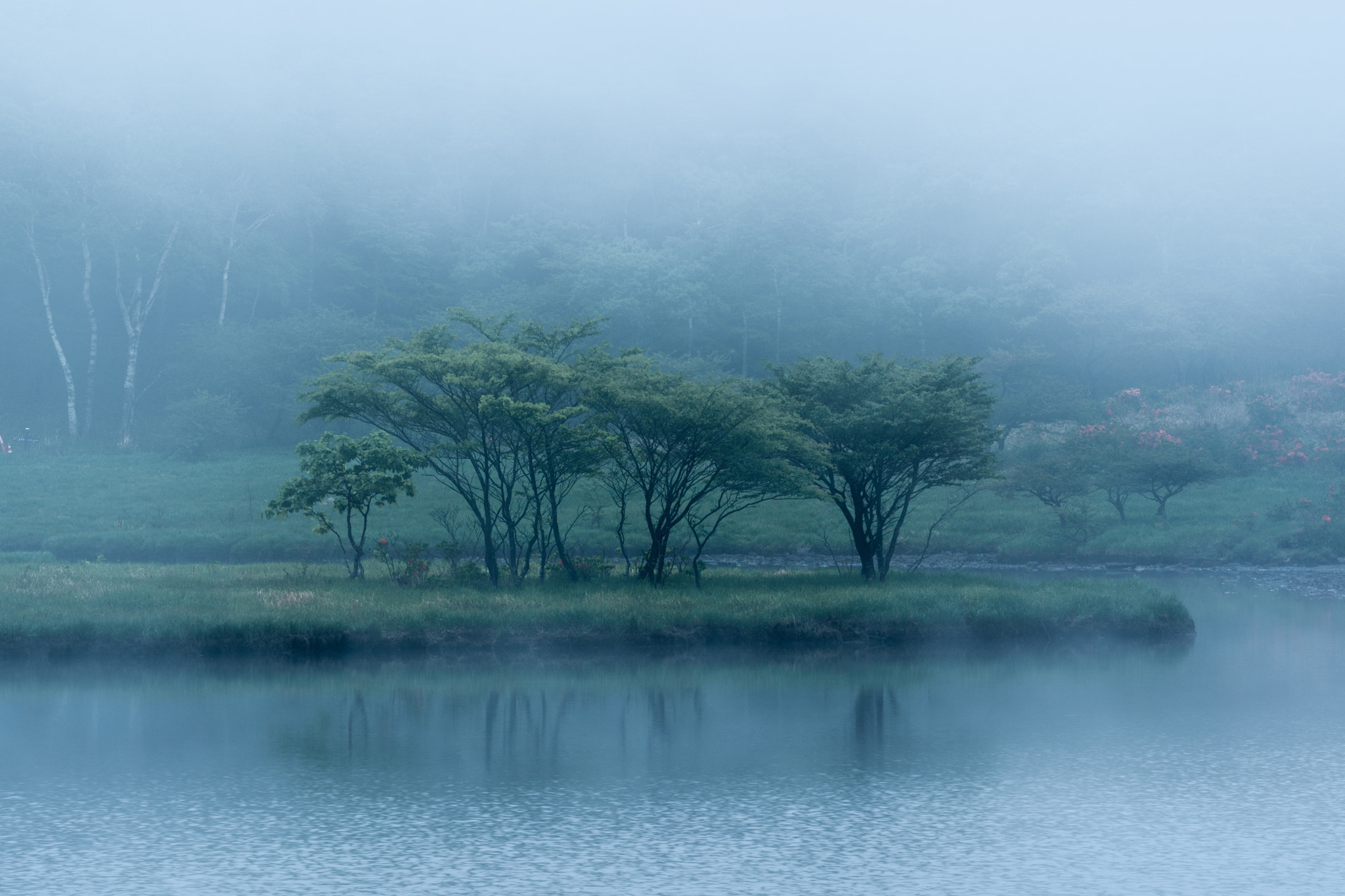 Sony a9 sample photo. 霧渡る 〜 fog across photography