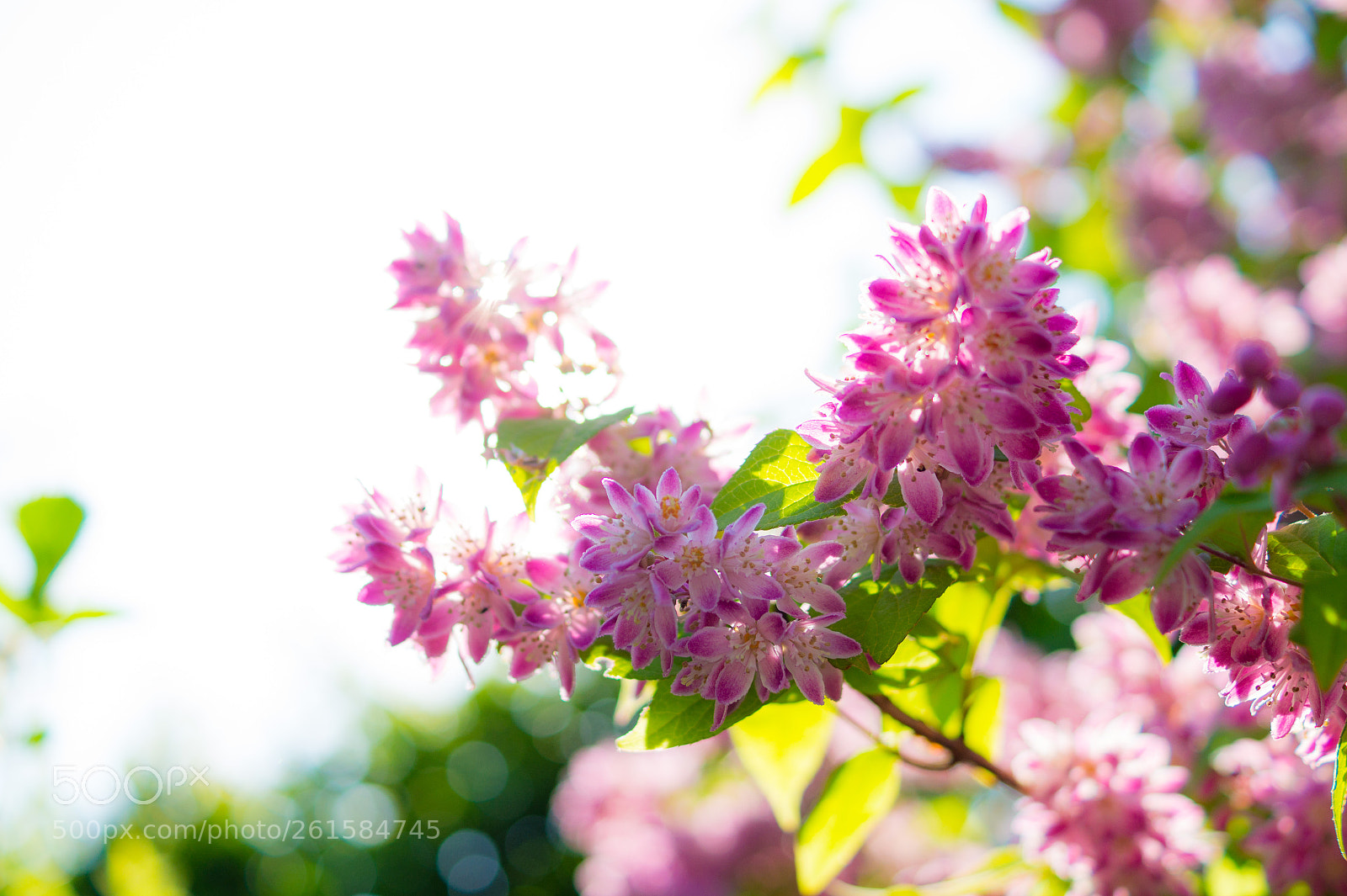 Sony SLT-A58 sample photo. Flowers photography