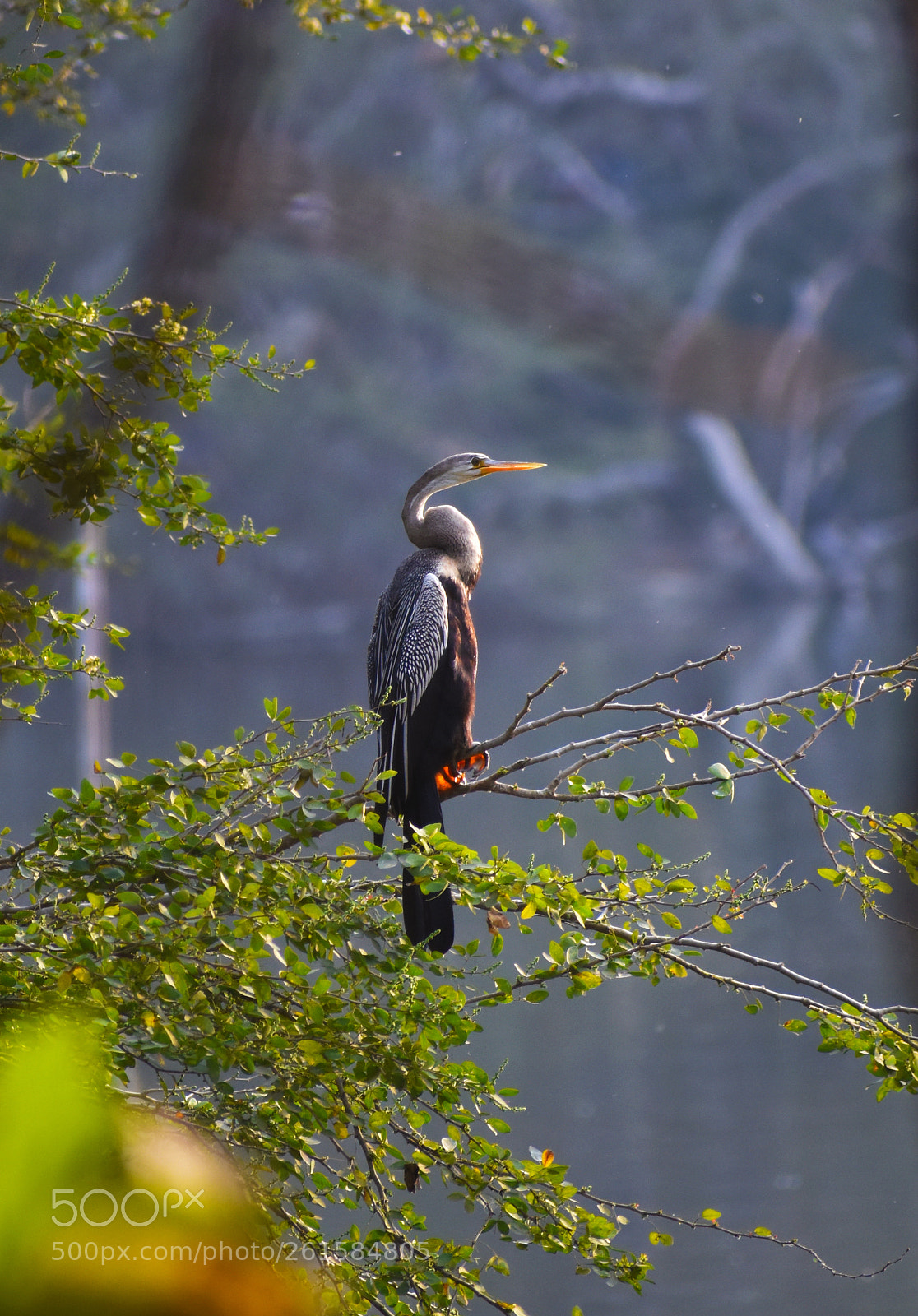 Nikon D5600 sample photo. A darter photography