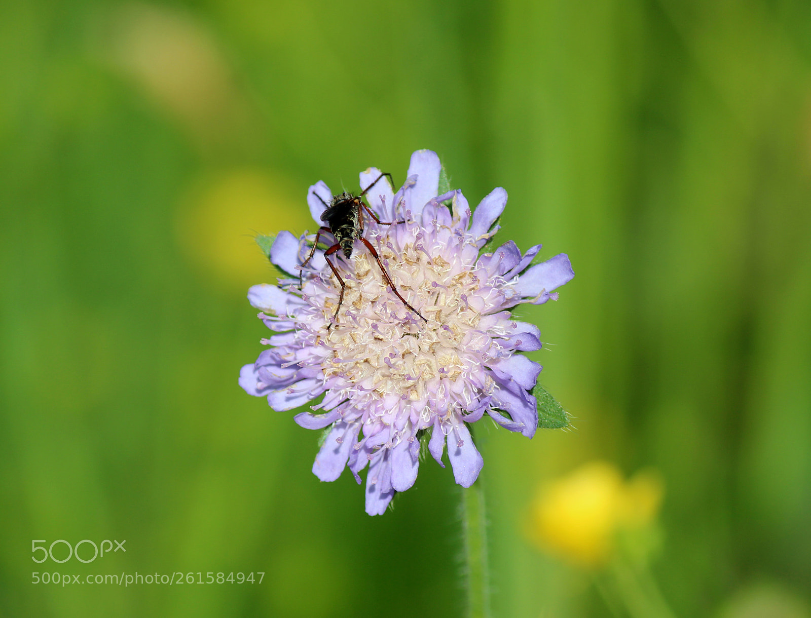Canon EOS 600D (Rebel EOS T3i / EOS Kiss X5) sample photo. Working nature photography