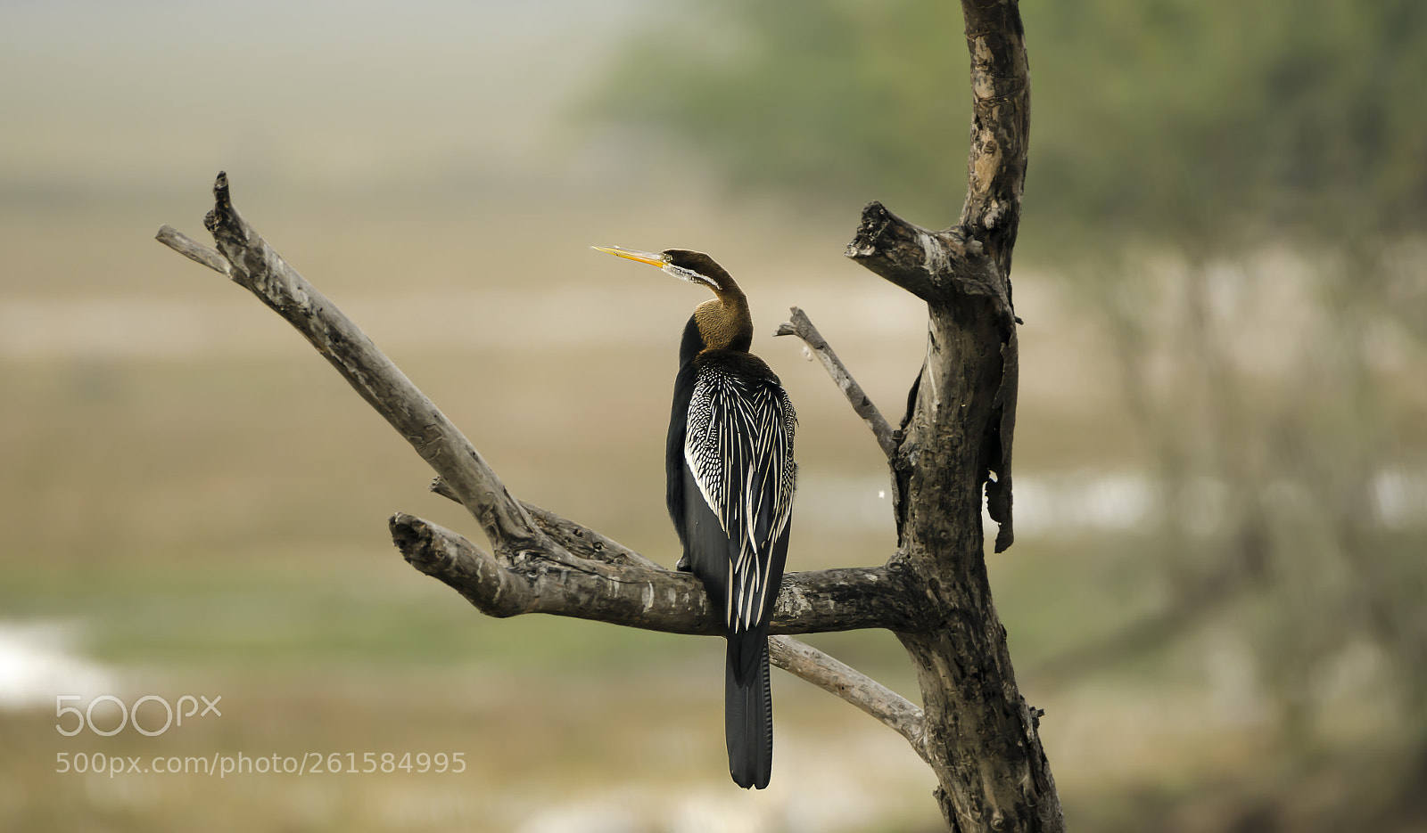 Nikon D7000 sample photo. Darter..... photography